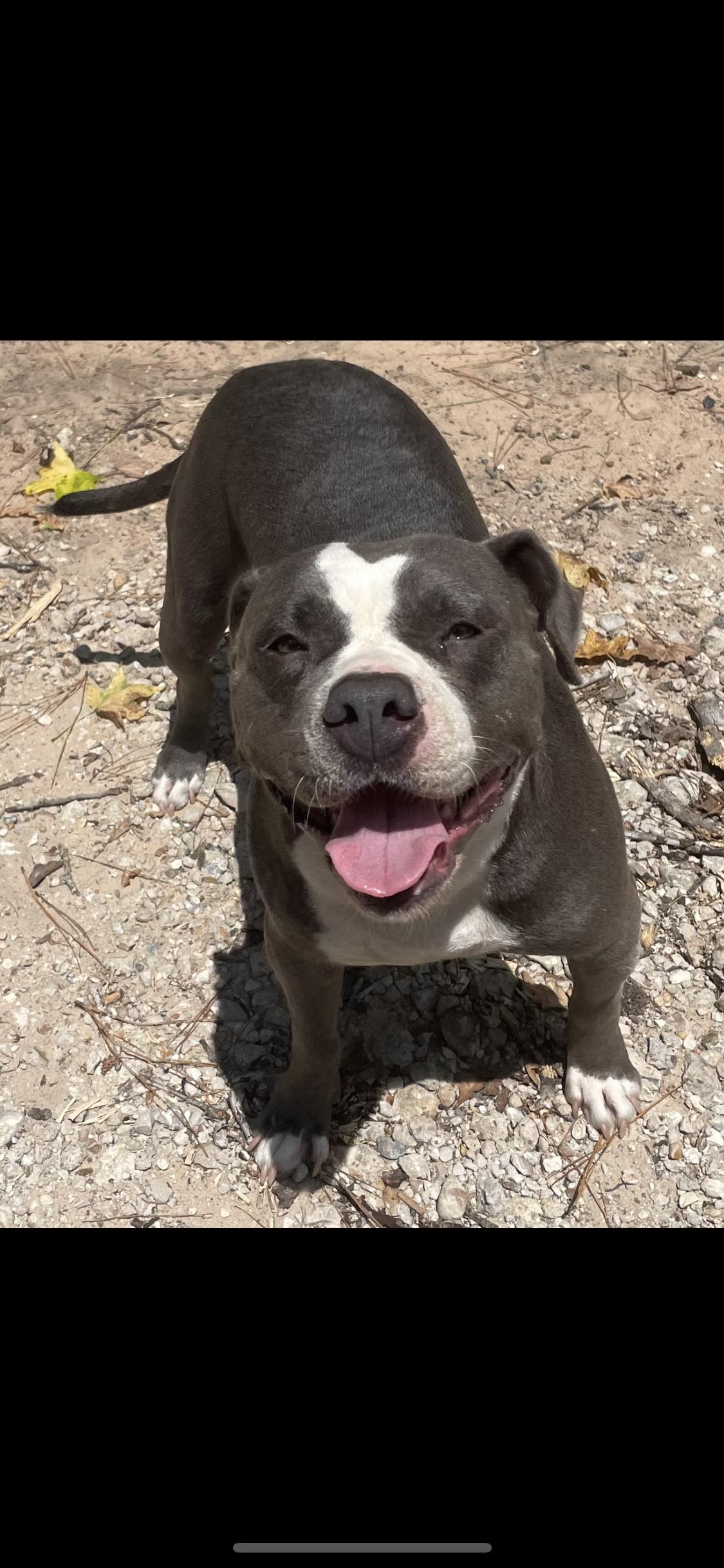 Macy, Adoptable, Young Female American Staffordshire Terrier.