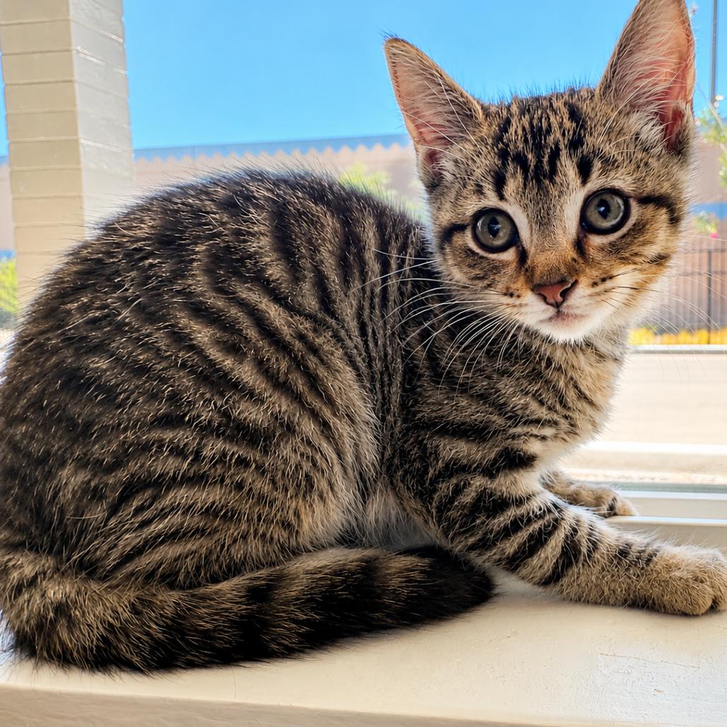 Fievel, Adoptable, Kitten Female Domestic Short Hair.