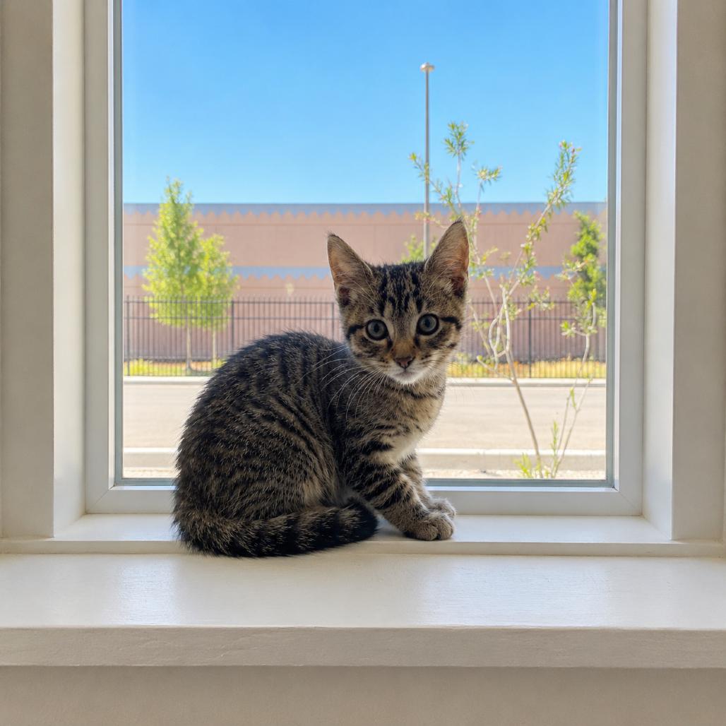 Fievel, Adoptable, Kitten Female Domestic Short Hair.