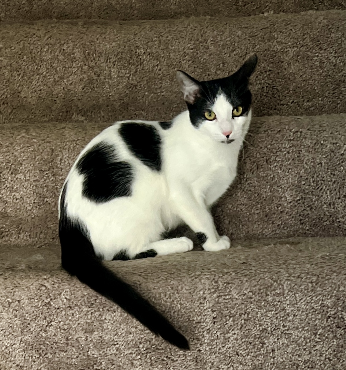 Enlarge Chou-Chou, a Adoptable Domestic Short Hair in Avondale Estates, GA image 5/5