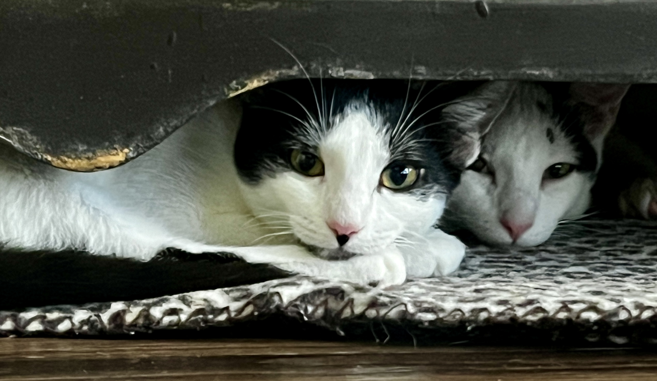 Enlarge Chou-Chou, a Adoptable Domestic Short Hair in Avondale Estates, GA image 4/5