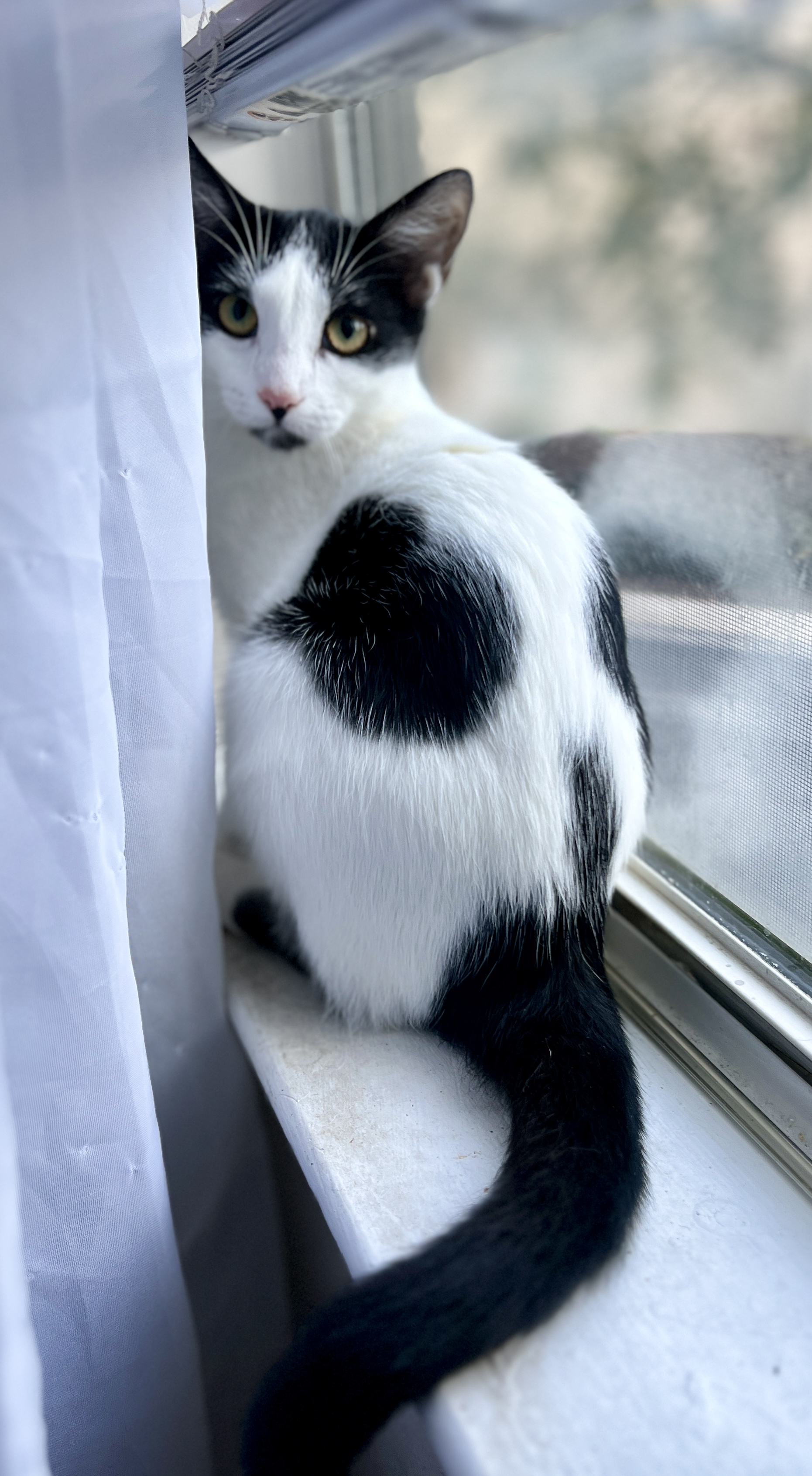 Chou-Chou, Adoptable, Young Female Domestic Short Hair.