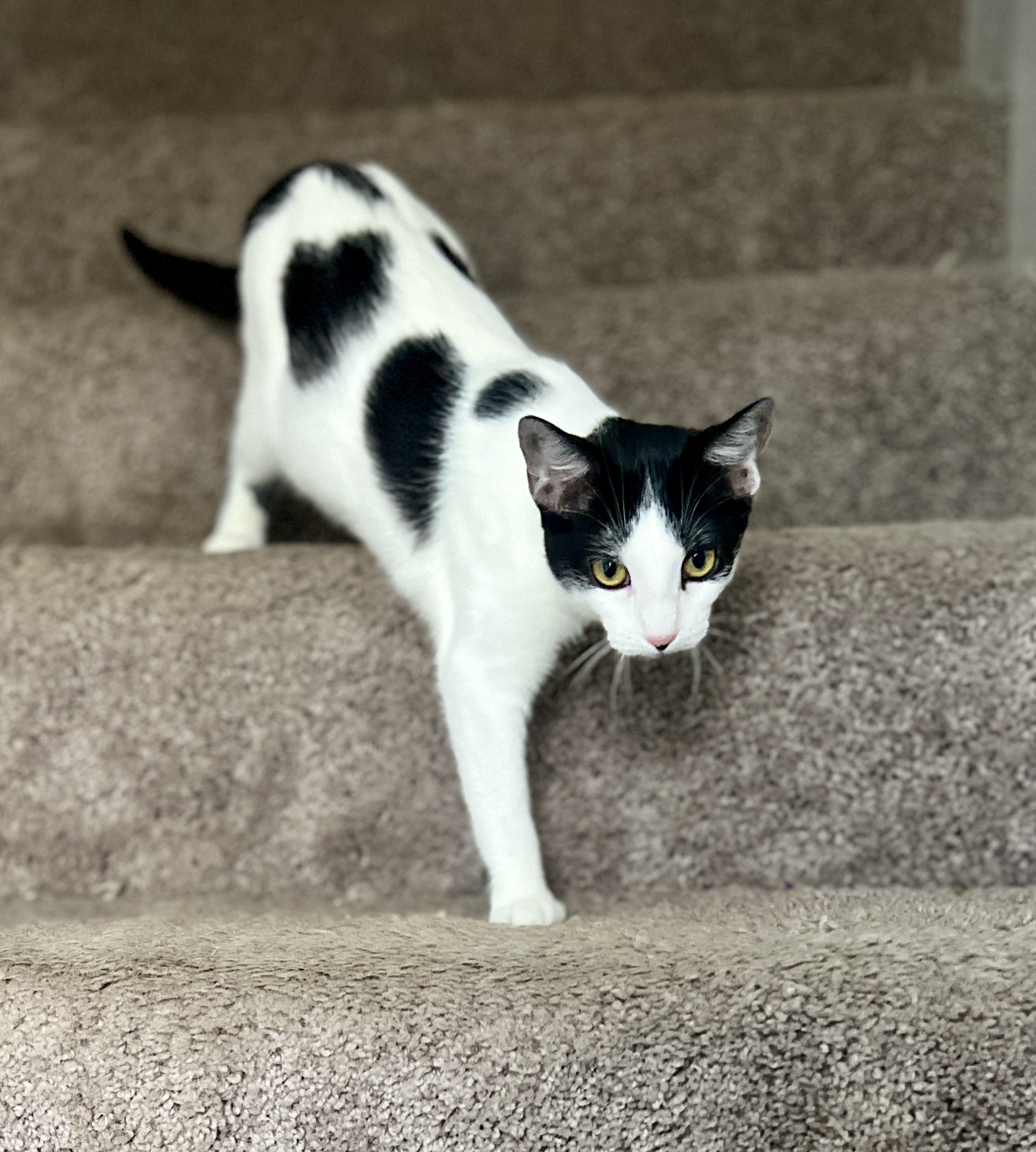 Enlarge Chou-Chou, a Adoptable Domestic Short Hair in Avondale Estates, GA image 2/5