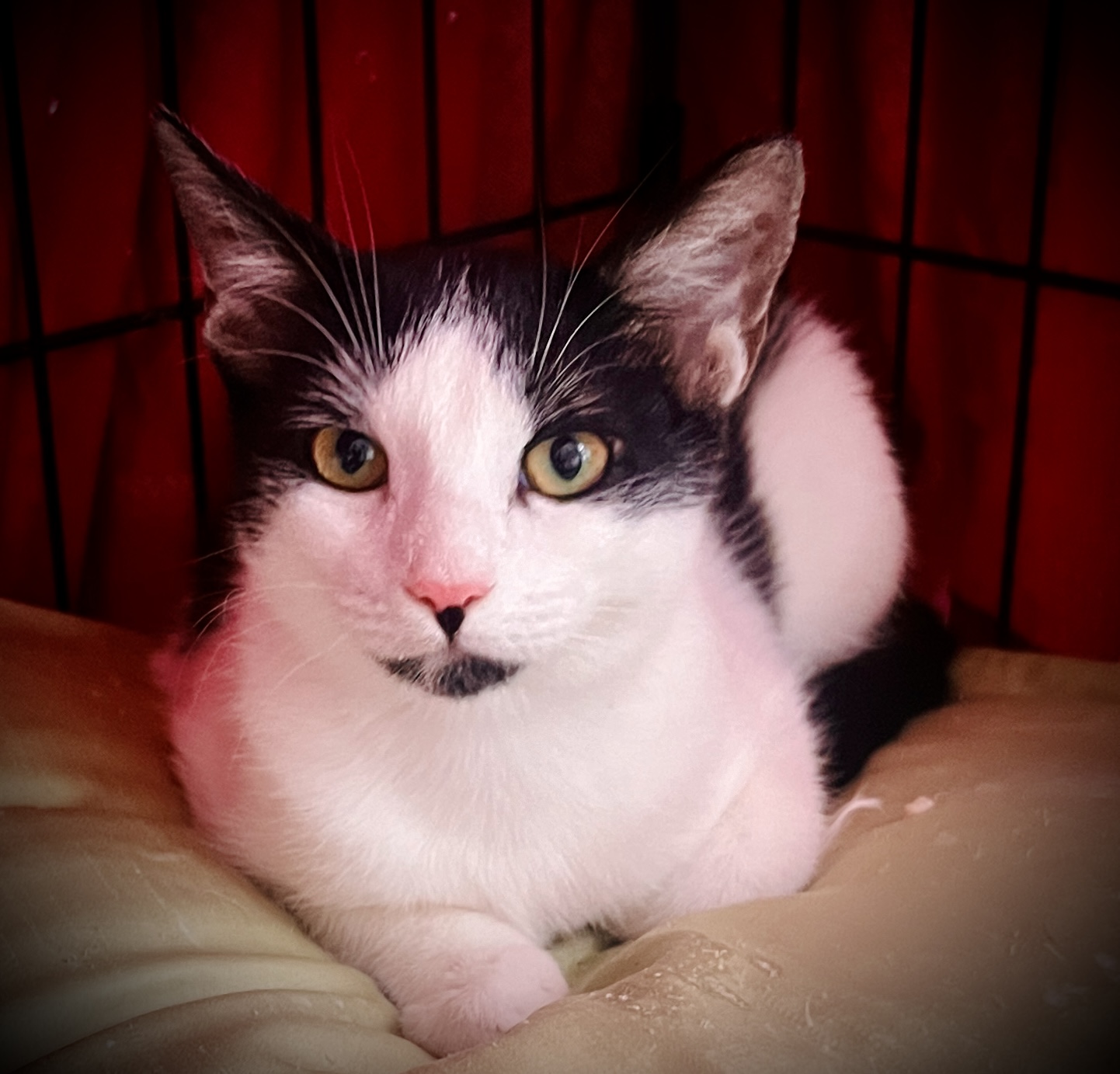 Enlarge Chou-Chou, a Adoptable Domestic Short Hair in Avondale Estates, GA image 3/5