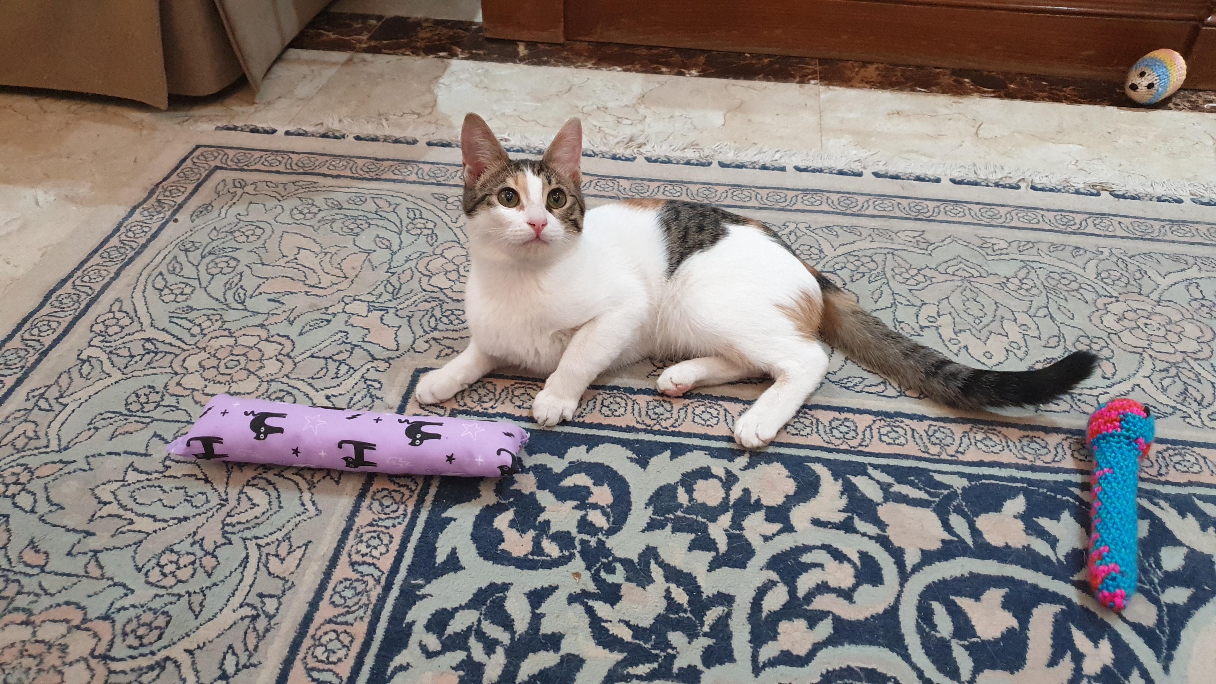 Enlarge Hope, an adoptable mixed breed in North York, ON image 3/5