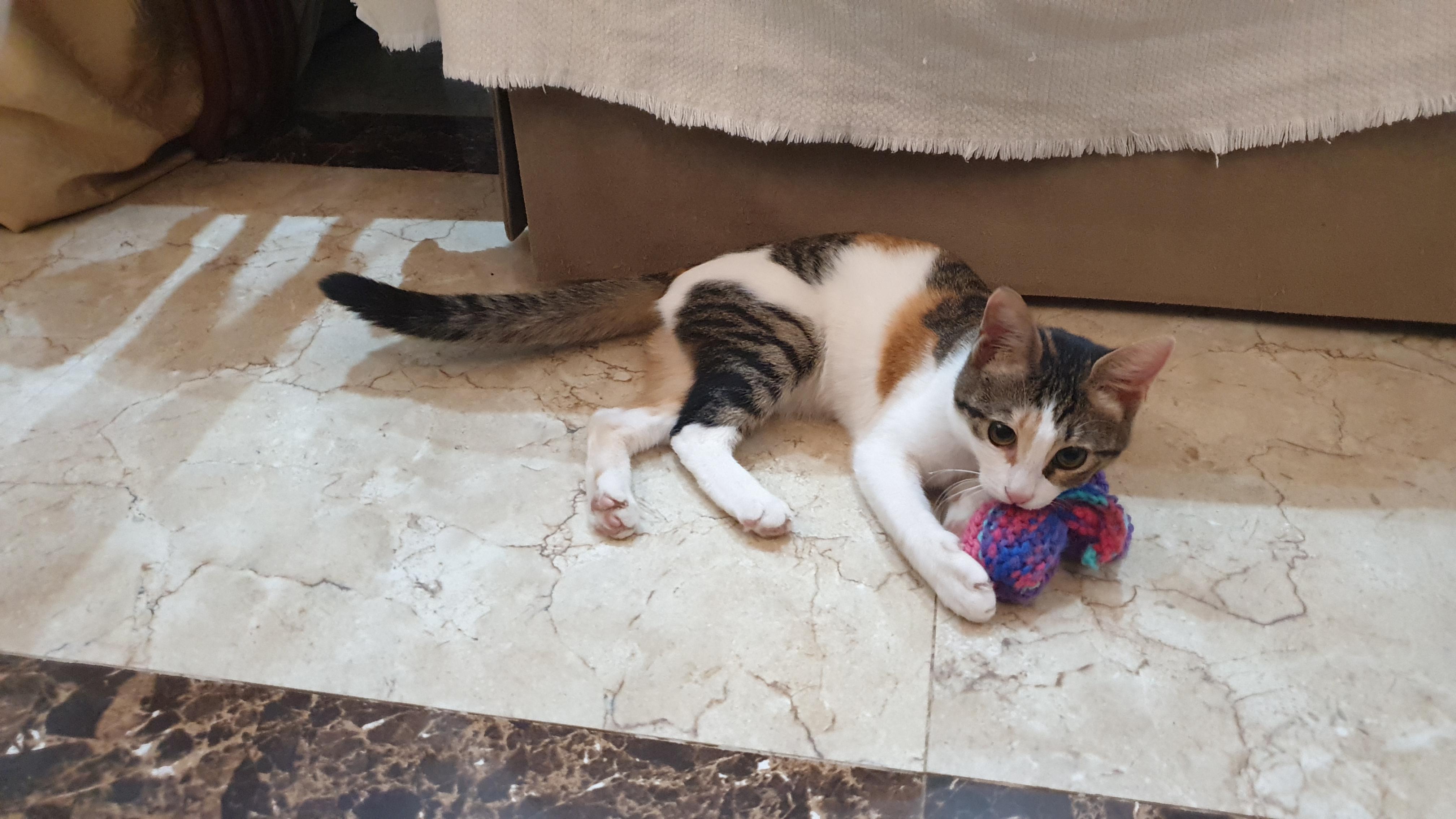 Enlarge Hope, an adoptable mixed breed in North York, ON image 4/5