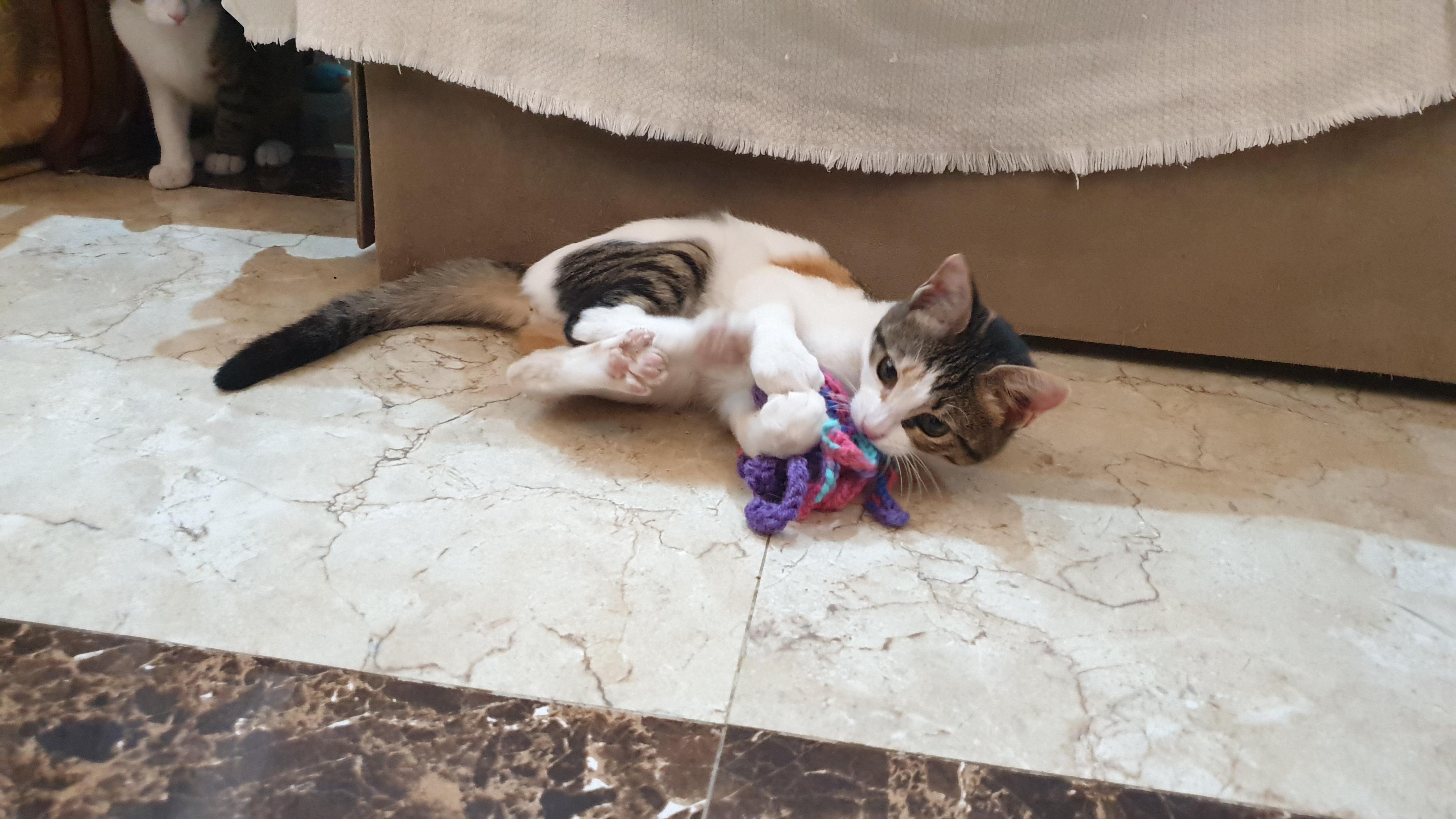 Enlarge Hope, an adoptable mixed breed in North York, ON image 5/5