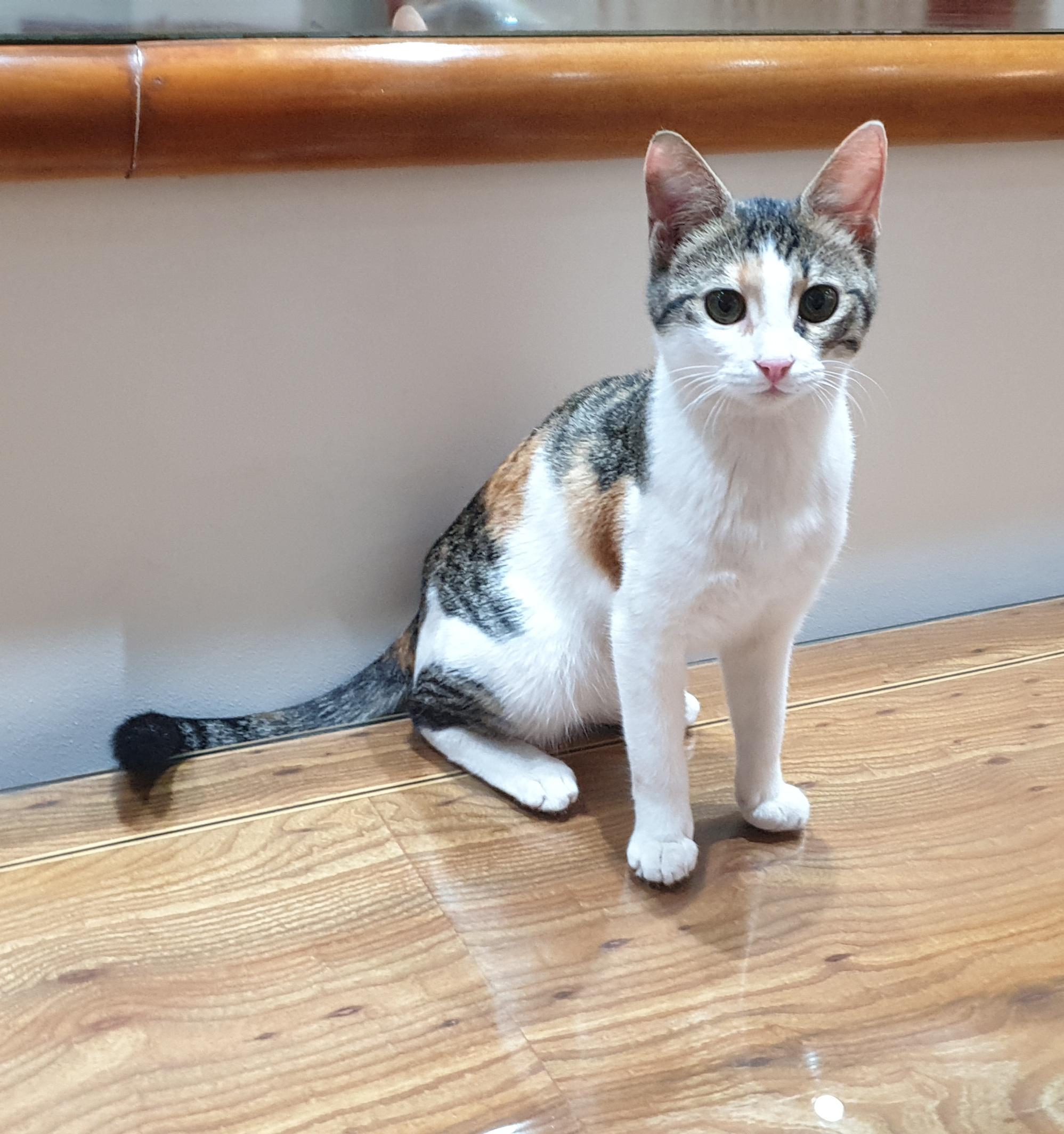 Enlarge Hope, an adoptable mixed breed in North York, ON image 2/5