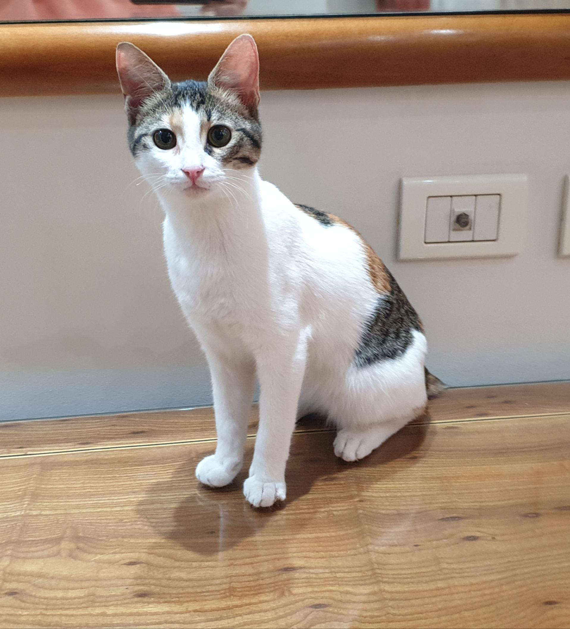 Enlarge Hope, an adoptable mixed breed in North York, ON image 1/5