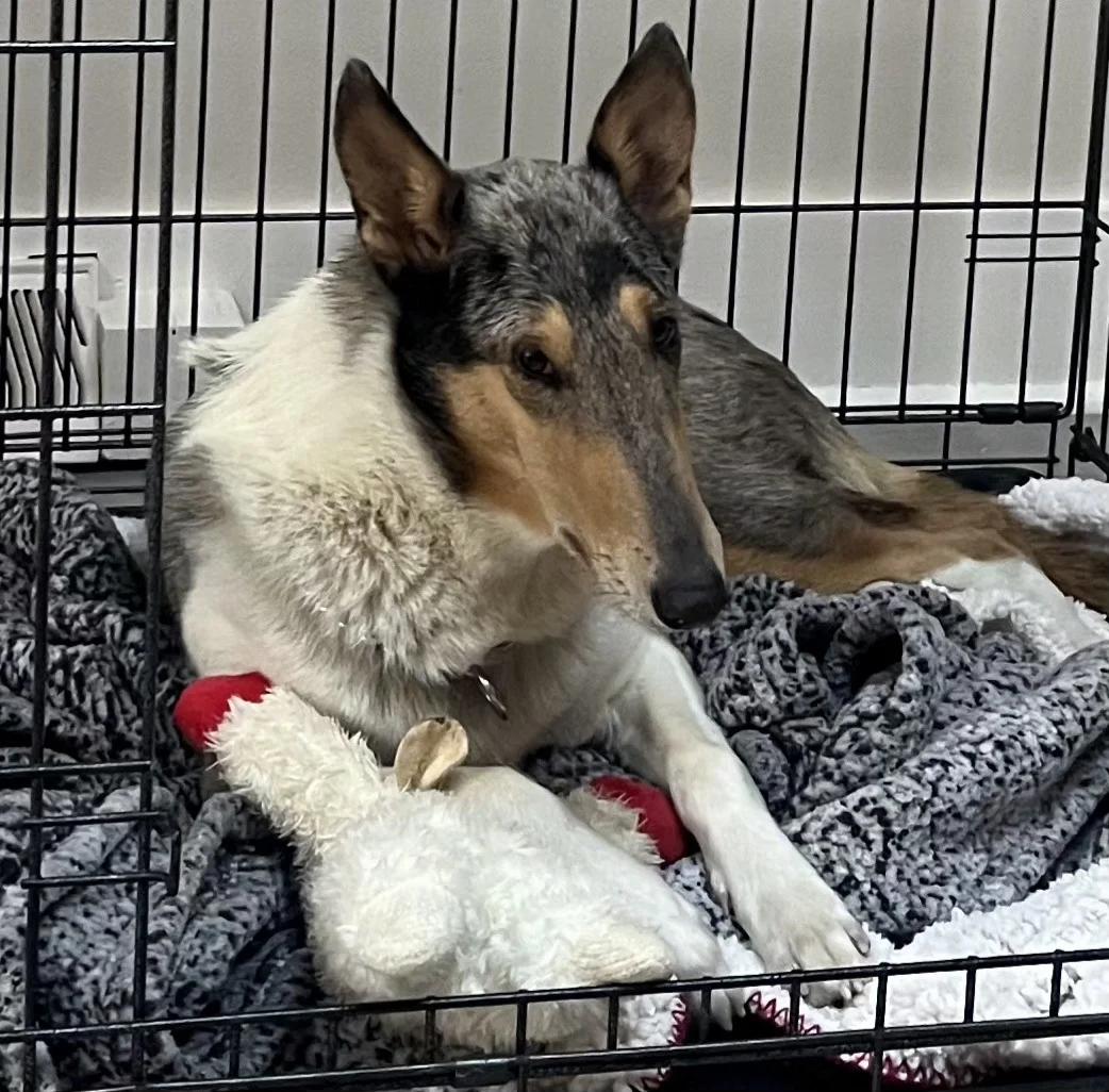 Enlarge Luna, a Adopted Smooth Collie in Elyria, OH image 1/6