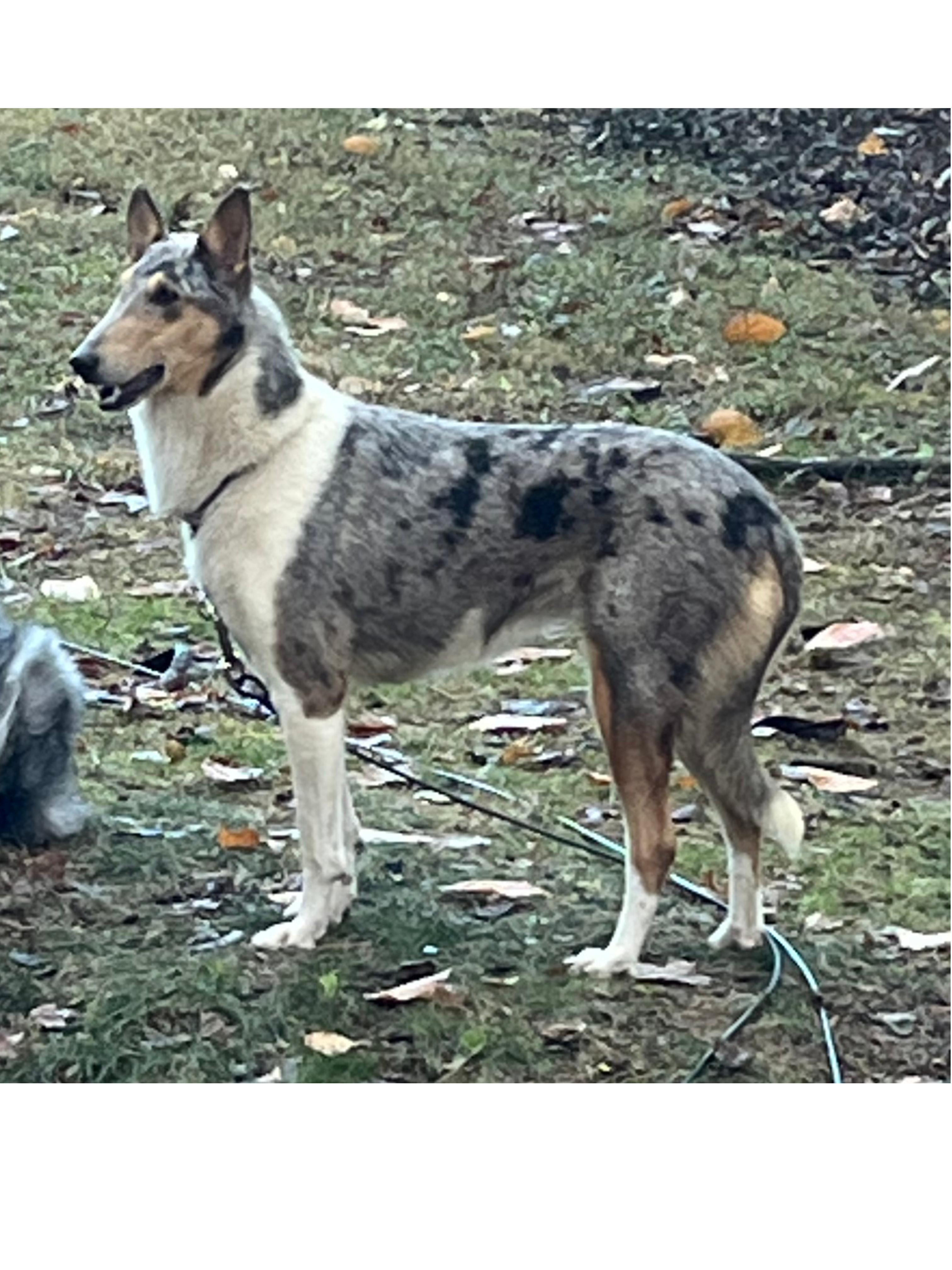 Enlarge Luna, a Adopted Smooth Collie in Elyria, OH image 2/6