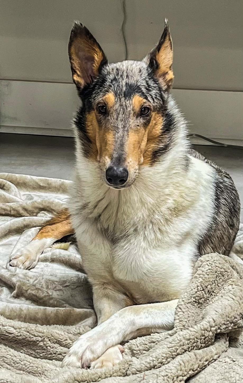 Enlarge Luna, a Adopted Smooth Collie in Elyria, OH image 4/6