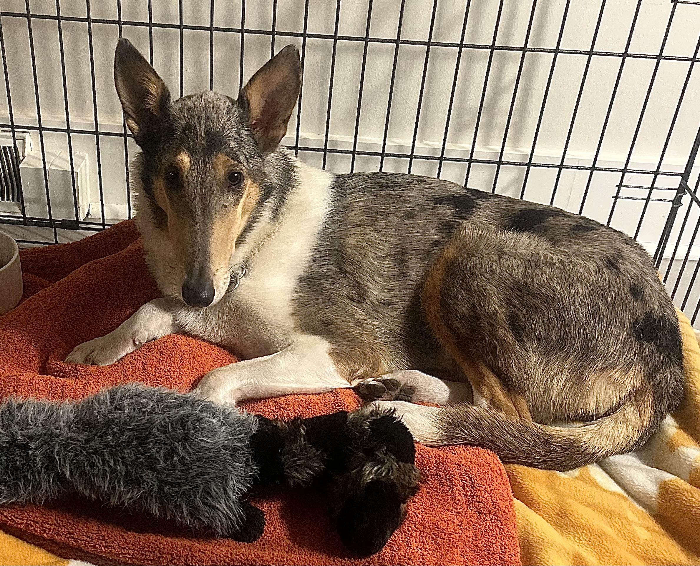 Enlarge Luna, a Adopted Smooth Collie in Elyria, OH image 5/6