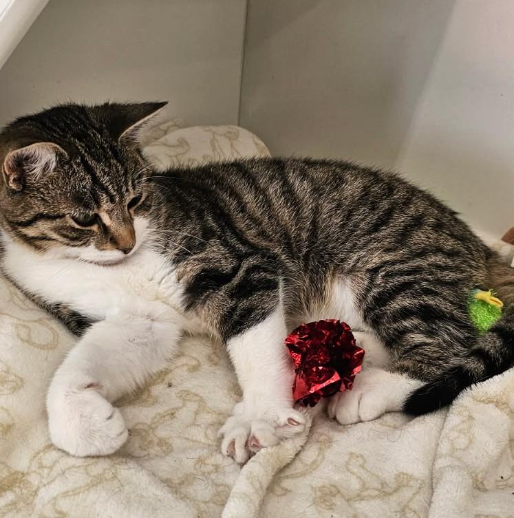 Huckleberry thumbnail 3