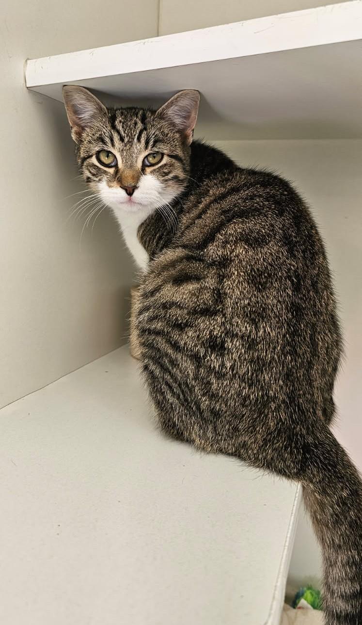 Huckleberry thumbnail 4