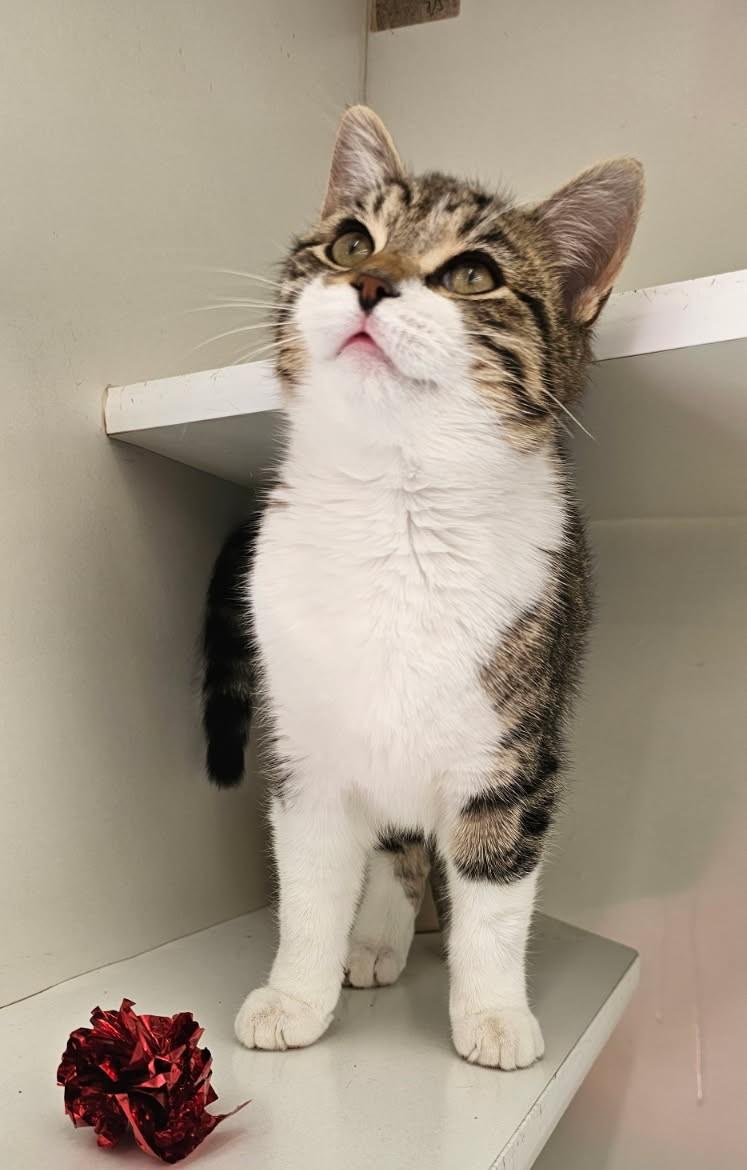 Huckleberry thumbnail 5