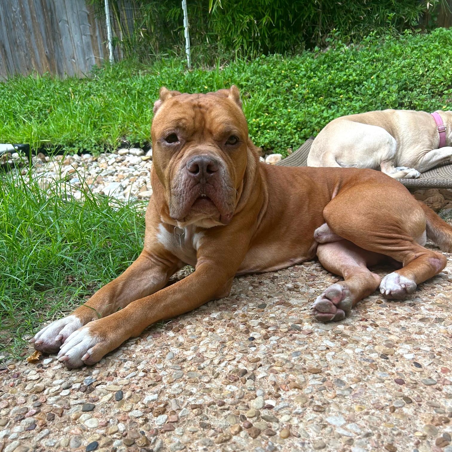 Enlarge Wally, a Adoptable mixed breed in Roanoke, VA image 5/6