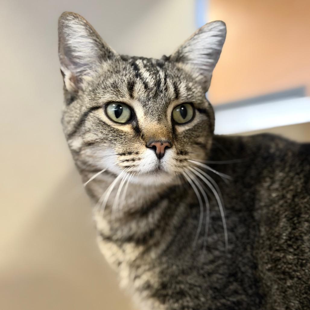 Enlarge Bella 22-3U-4 (Gladius), a Adoptable Domestic Short Hair in Rifle, CO image 1/3