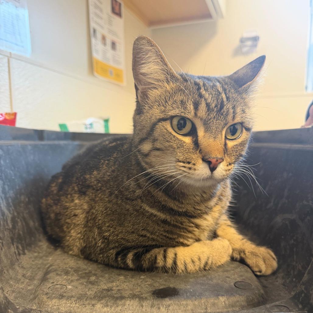 Enlarge Bella 22-3U-4 (Gladius), a Adoptable Domestic Short Hair in Rifle, CO image 2/3