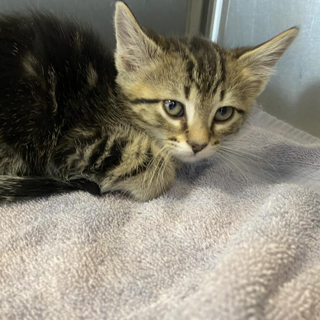 Enlarge Bella 22-3U-4 (Gladius), a Adoptable Domestic Short Hair in Rifle, CO image 3/3