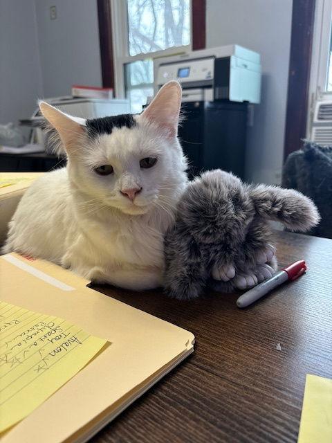 Snowflake, Adoptable, Adult Female Domestic Medium Hair.