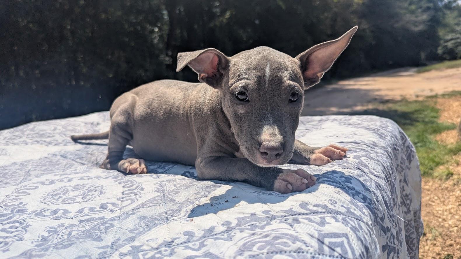 Enlarge TILLY, a Adopted Pit Bull Terrier in Fosters, AL image 1/4