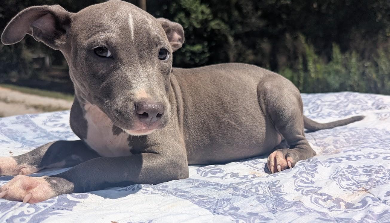 Enlarge TILLY, a Adopted Pit Bull Terrier in Fosters, AL image 2/4