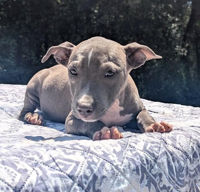 Enlarge TILLY, a Adopted Pit Bull Terrier in Fosters, AL image 4/4