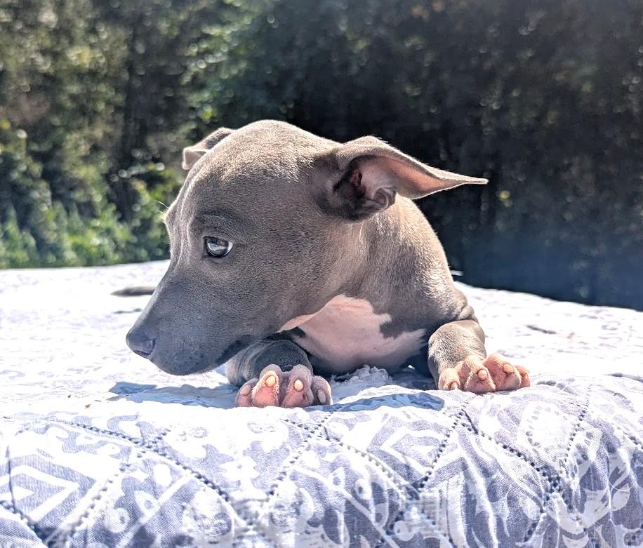 Enlarge TILLY, a Adopted Pit Bull Terrier in Fosters, AL image 3/4