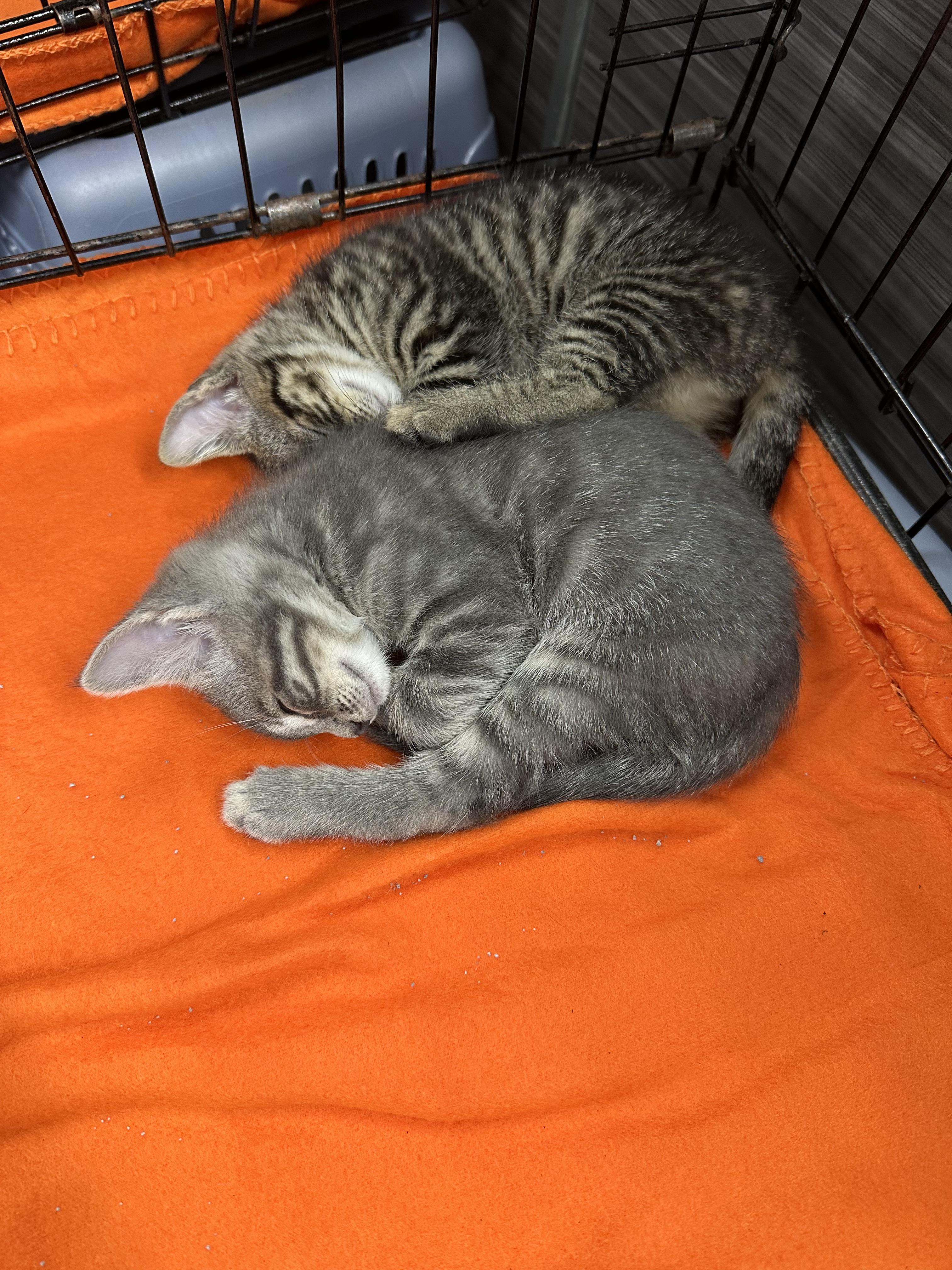 Percy, Adopted, Kitten Male Domestic Short Hair.