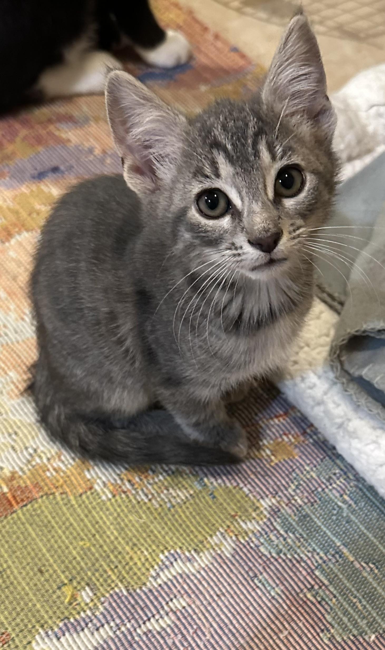 Enlarge Percy, a Adopted Domestic Short Hair in Westfield, NJ image 2/3