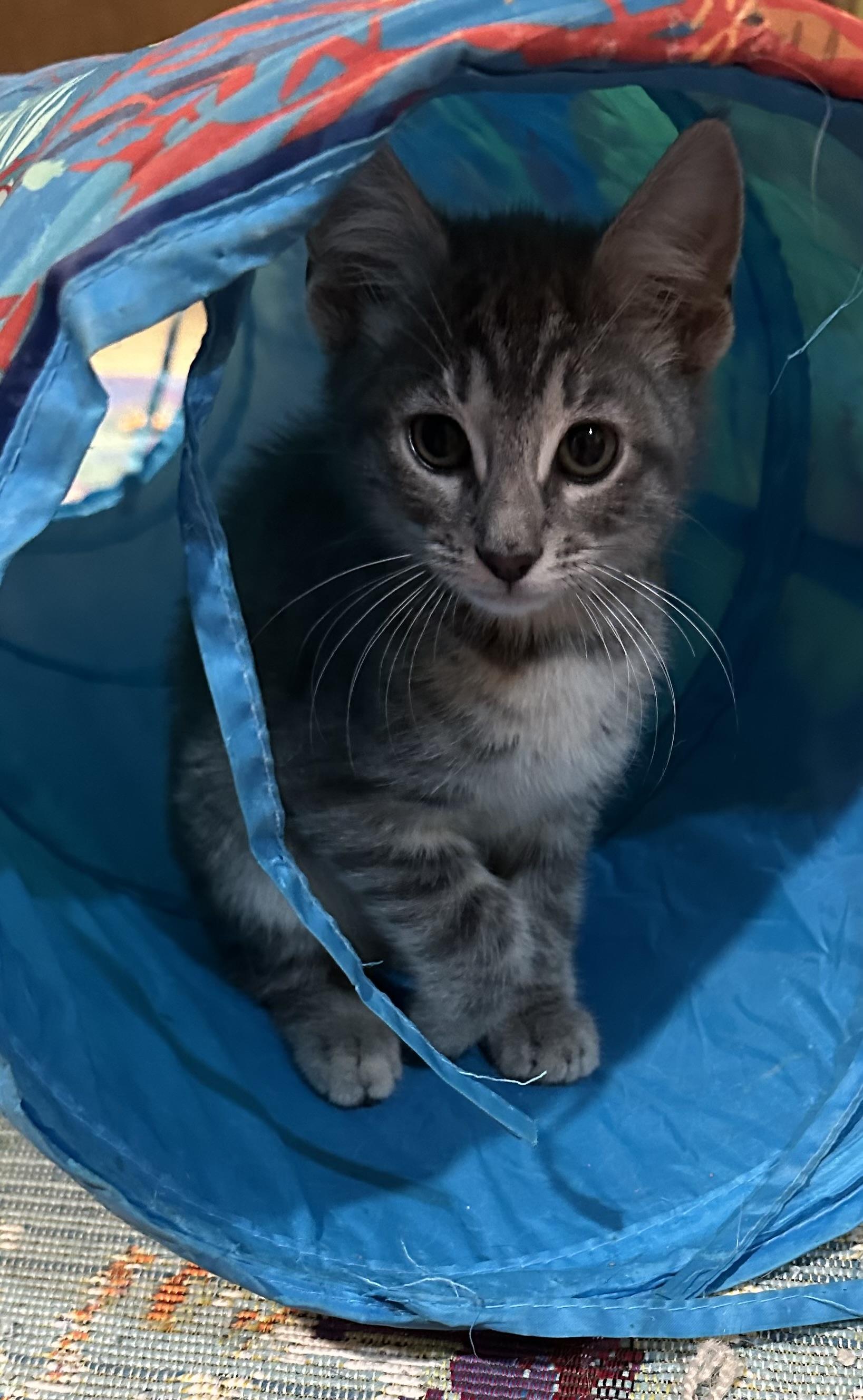 Enlarge Percy, a Adopted Domestic Short Hair in Westfield, NJ image 3/3