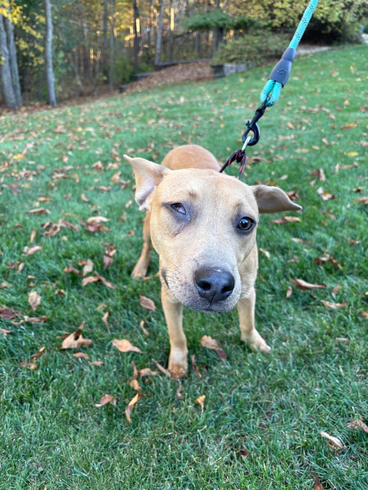 Enlarge Martin, a Adoptable mixed breed in Grand Blanc, MI image 2/3