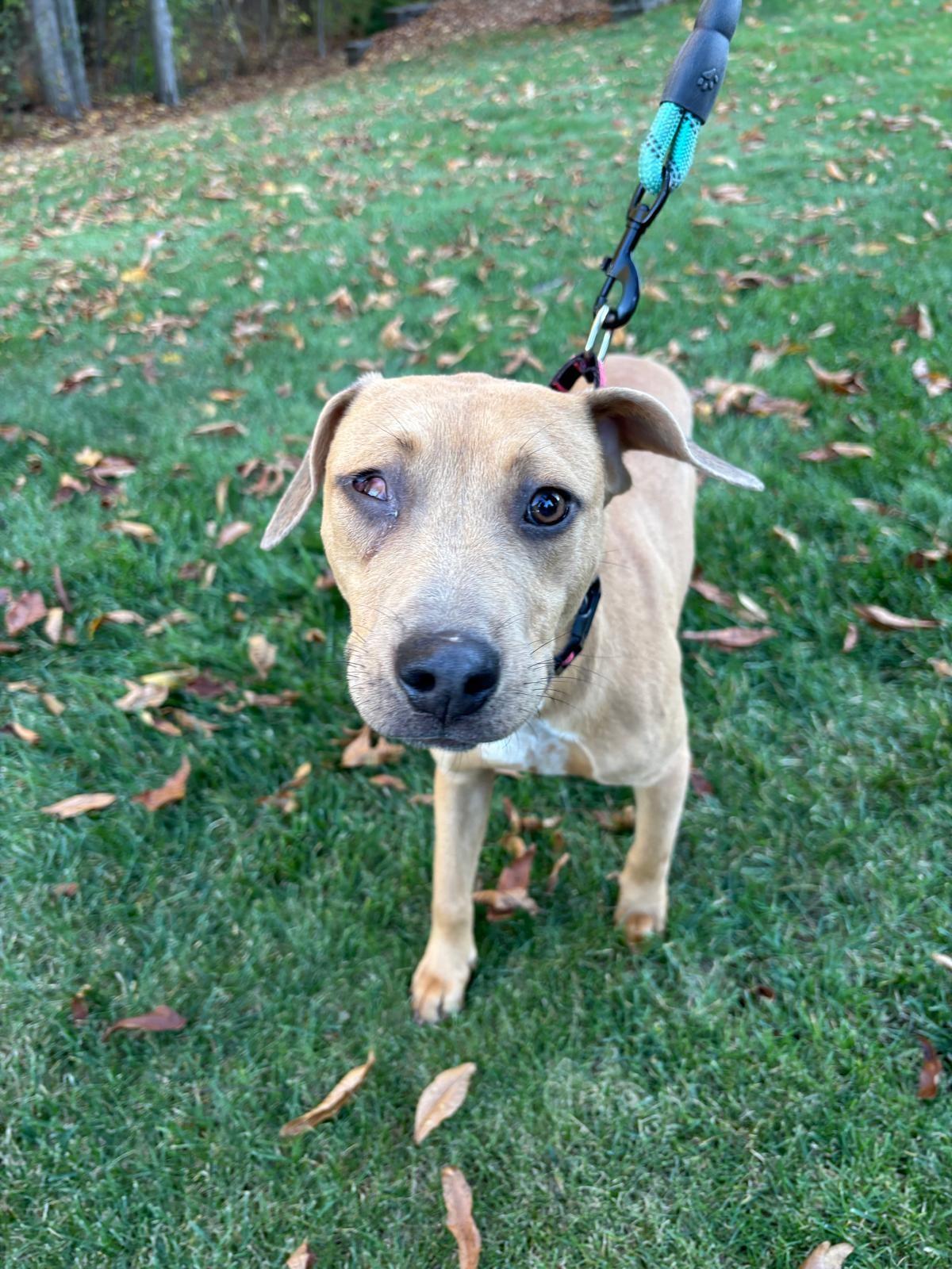 Enlarge Martin, a Adoptable mixed breed in Grand Blanc, MI image 3/3