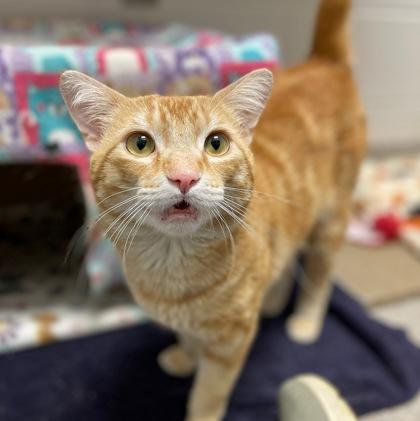 Enlarge Rizhik, a Adoptable mixed breed in Wheaton, IL image 1/3