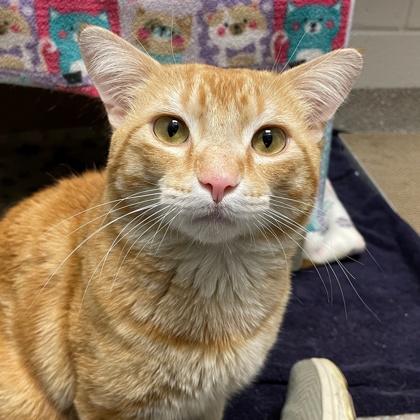 Enlarge Rizhik, a Adoptable mixed breed in Wheaton, IL image 2/3