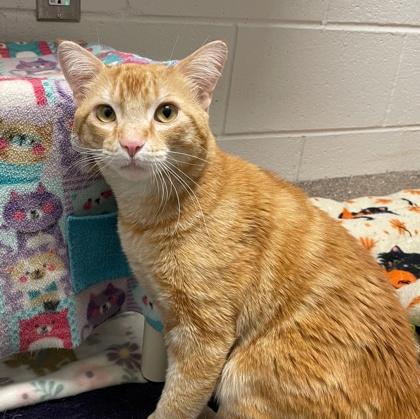 Enlarge Rizhik, a Adoptable mixed breed in Wheaton, IL image 3/3