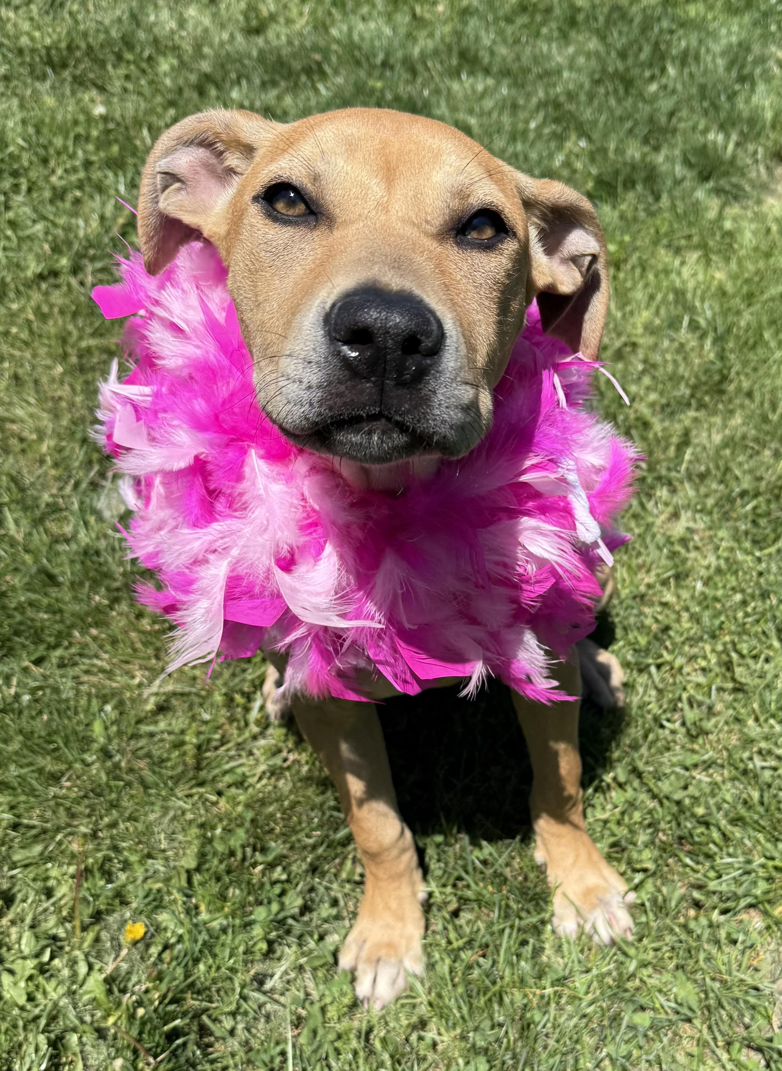Enlarge Monroe, an adoptable mixed breed in Clinton, PA image 3/6