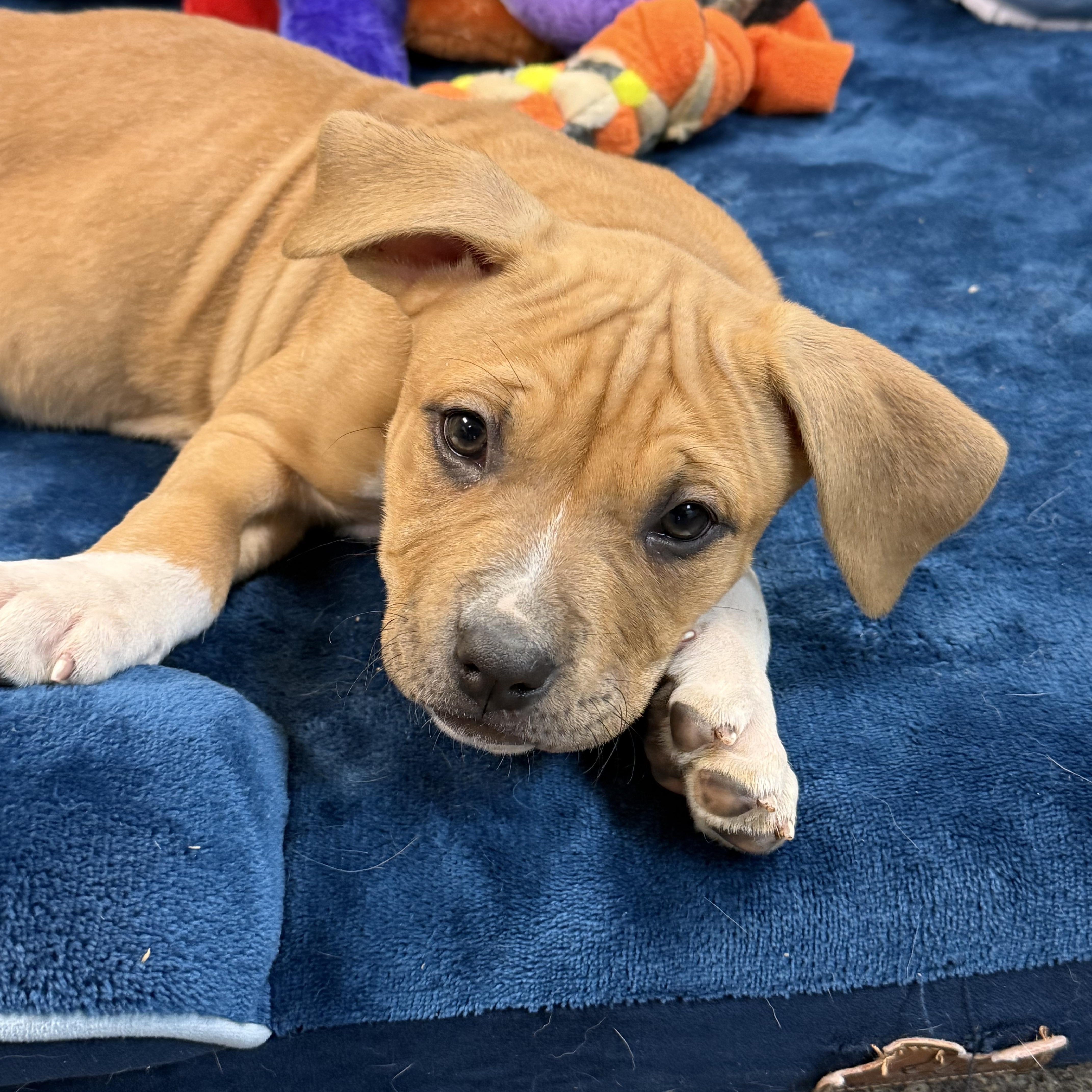 Enlarge Monroe and Presley, a ADOPTABLE mixed breed in Clinton, PA image 5/6