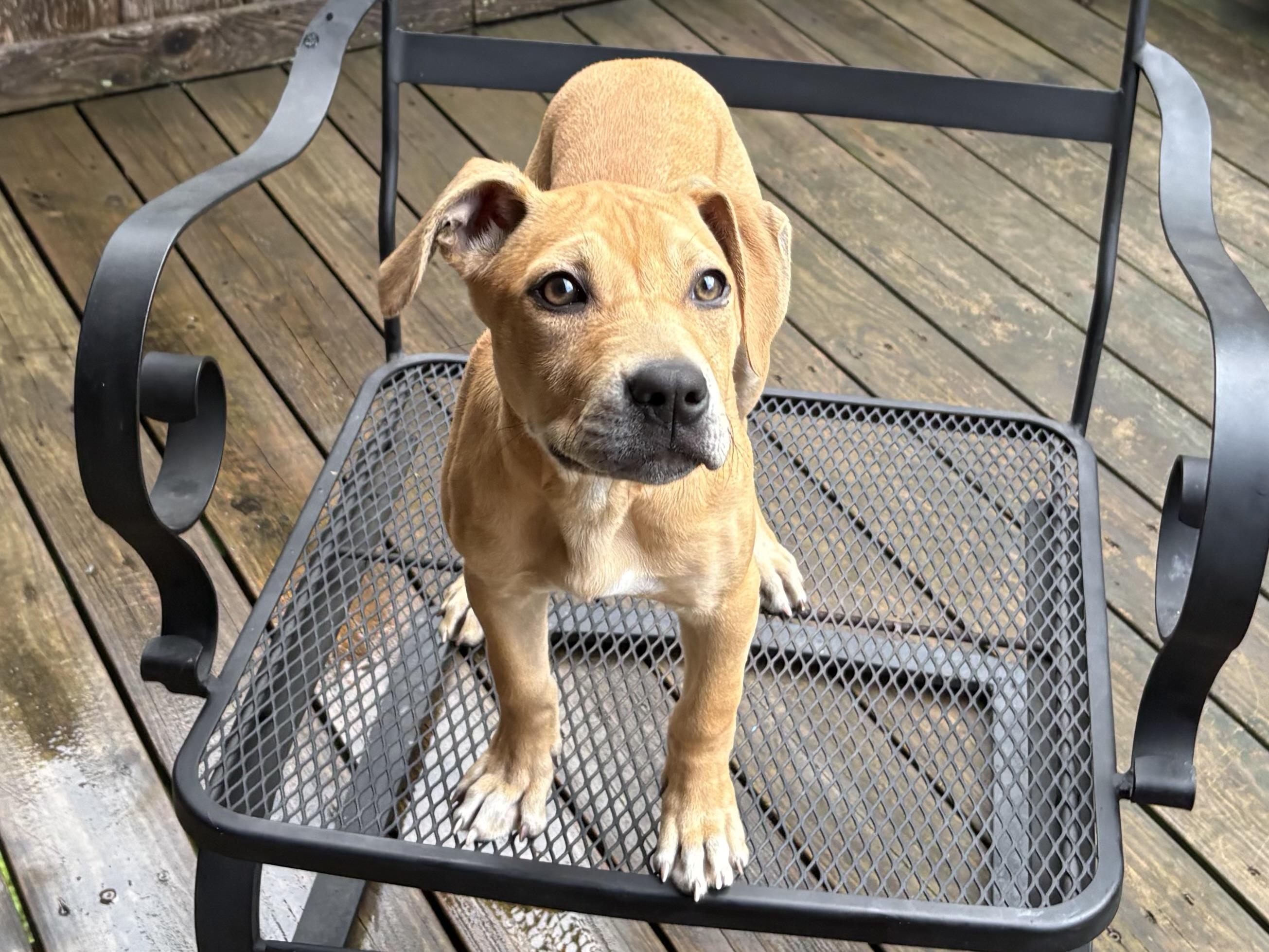 Enlarge Monroe, an adoptable mixed breed in Clinton, PA image 4/5