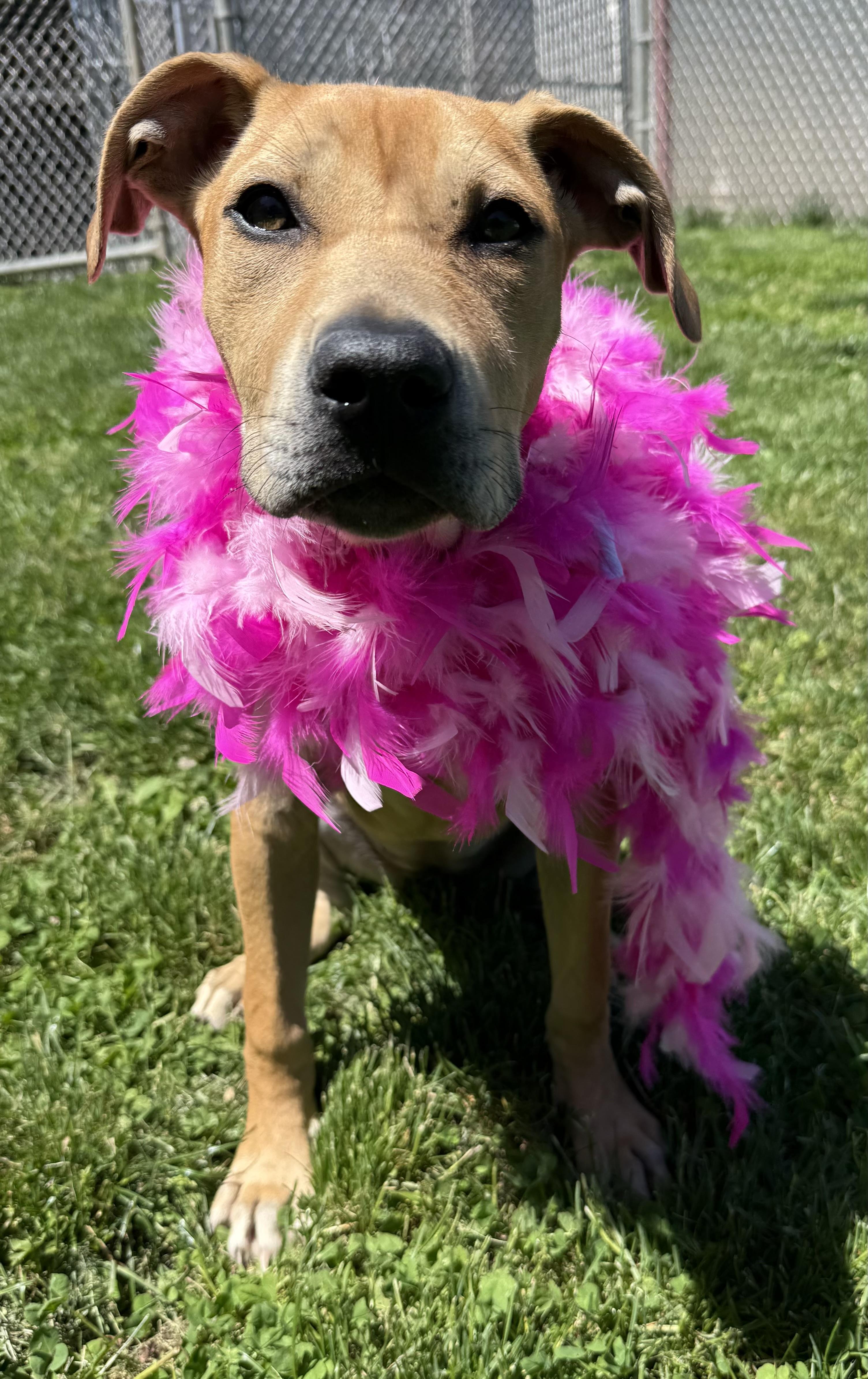 Enlarge Monroe, an adoptable mixed breed in Clinton, PA image 2/6