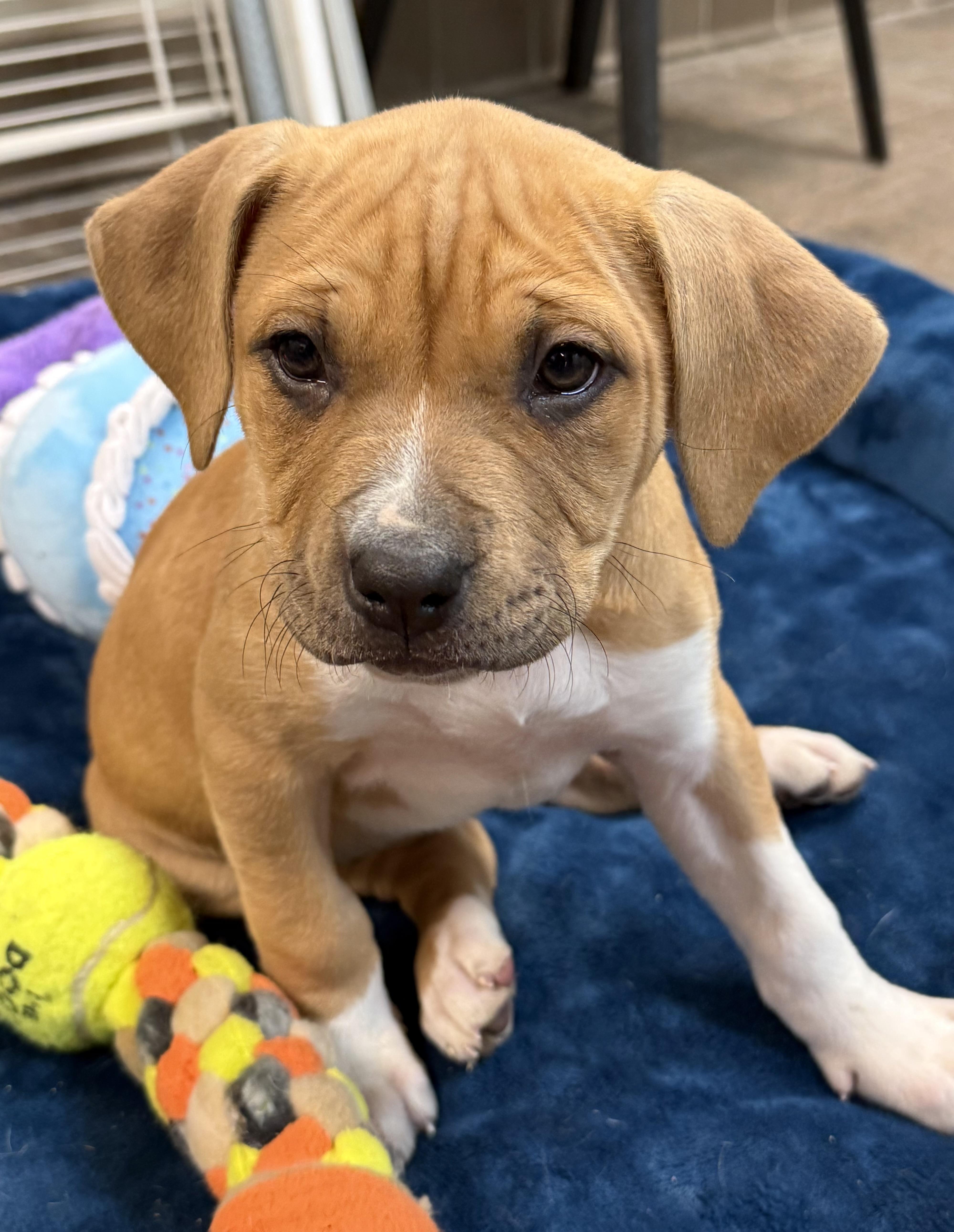 Enlarge Monroe and Presley, a ADOPTABLE mixed breed in Clinton, PA image 3/6
