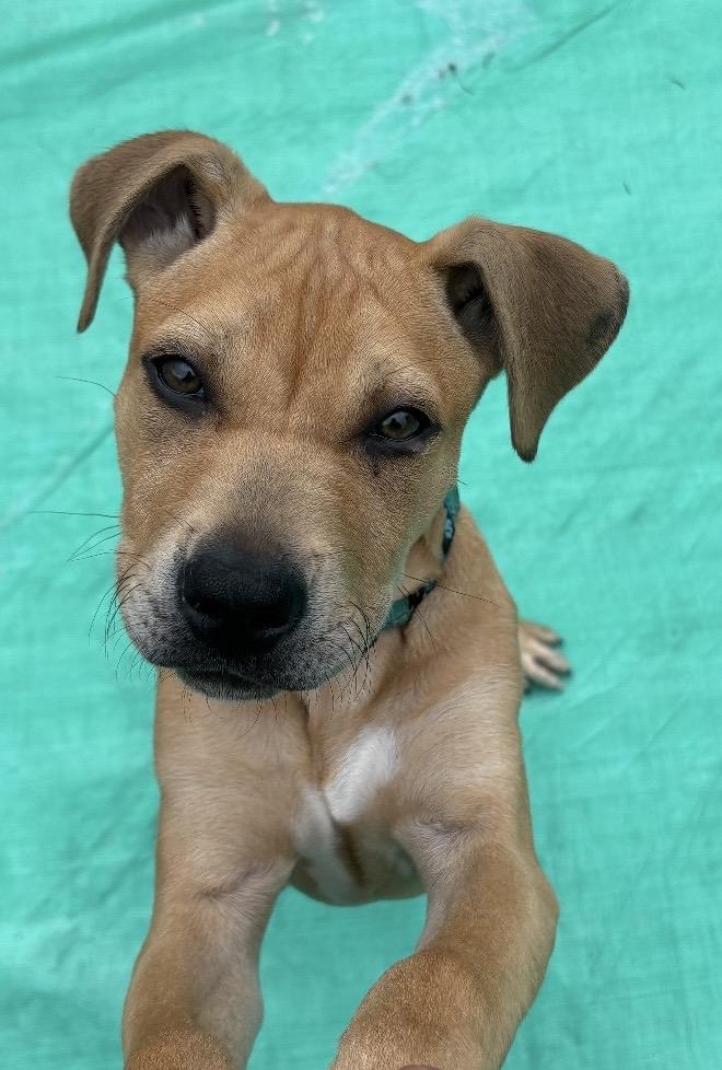 Enlarge Monroe, an adoptable mixed breed in Clinton, PA image 2/5