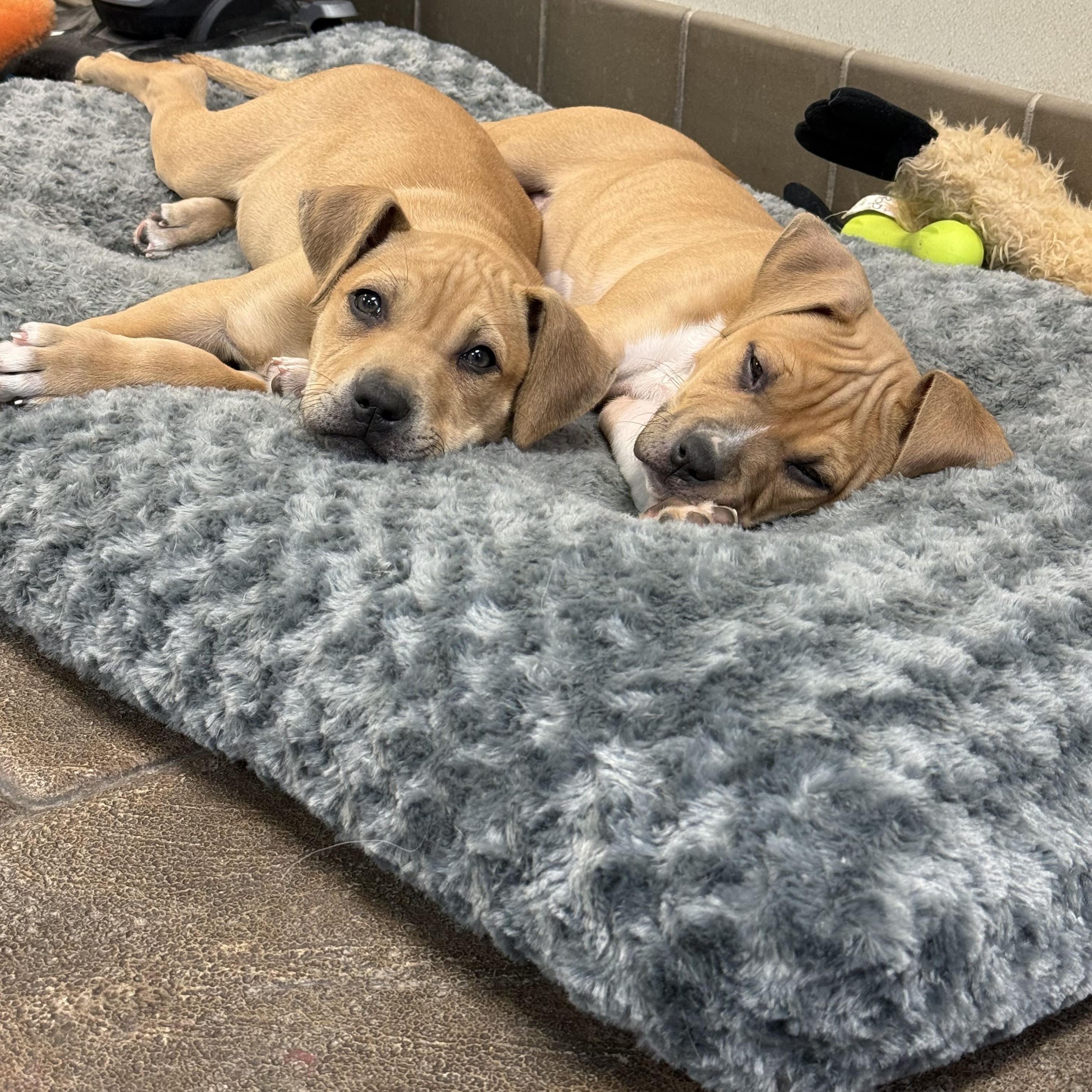 Enlarge Monroe and Presley, a ADOPTABLE mixed breed in Clinton, PA image 4/6