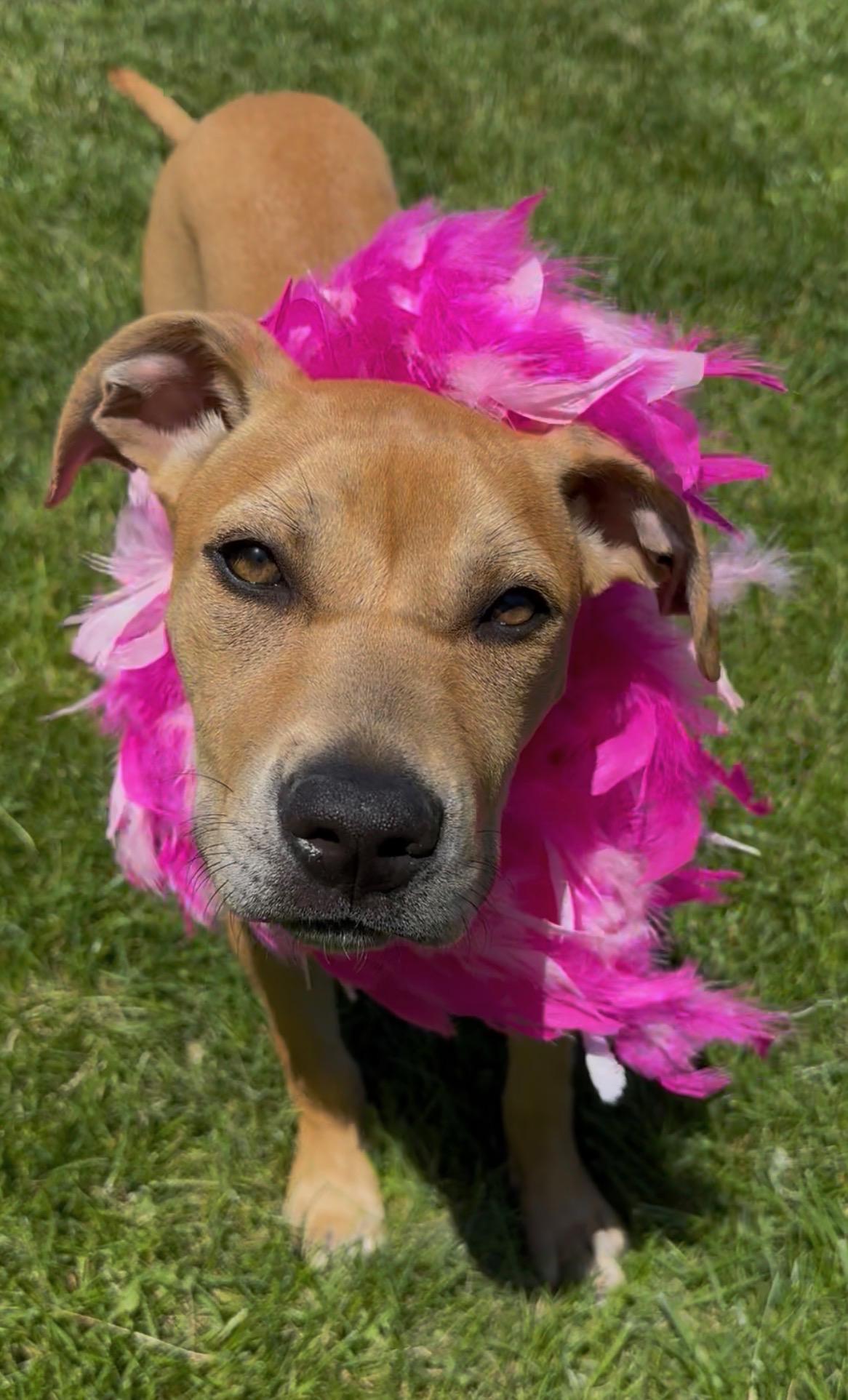 Monroe, adoptable, Young Female Staffordshire Bull Terrier.