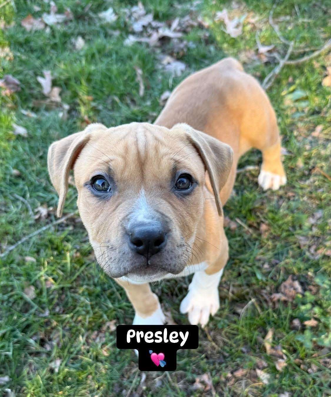 Enlarge Monroe and Presley, a ADOPTABLE mixed breed in Clinton, PA image 2/6