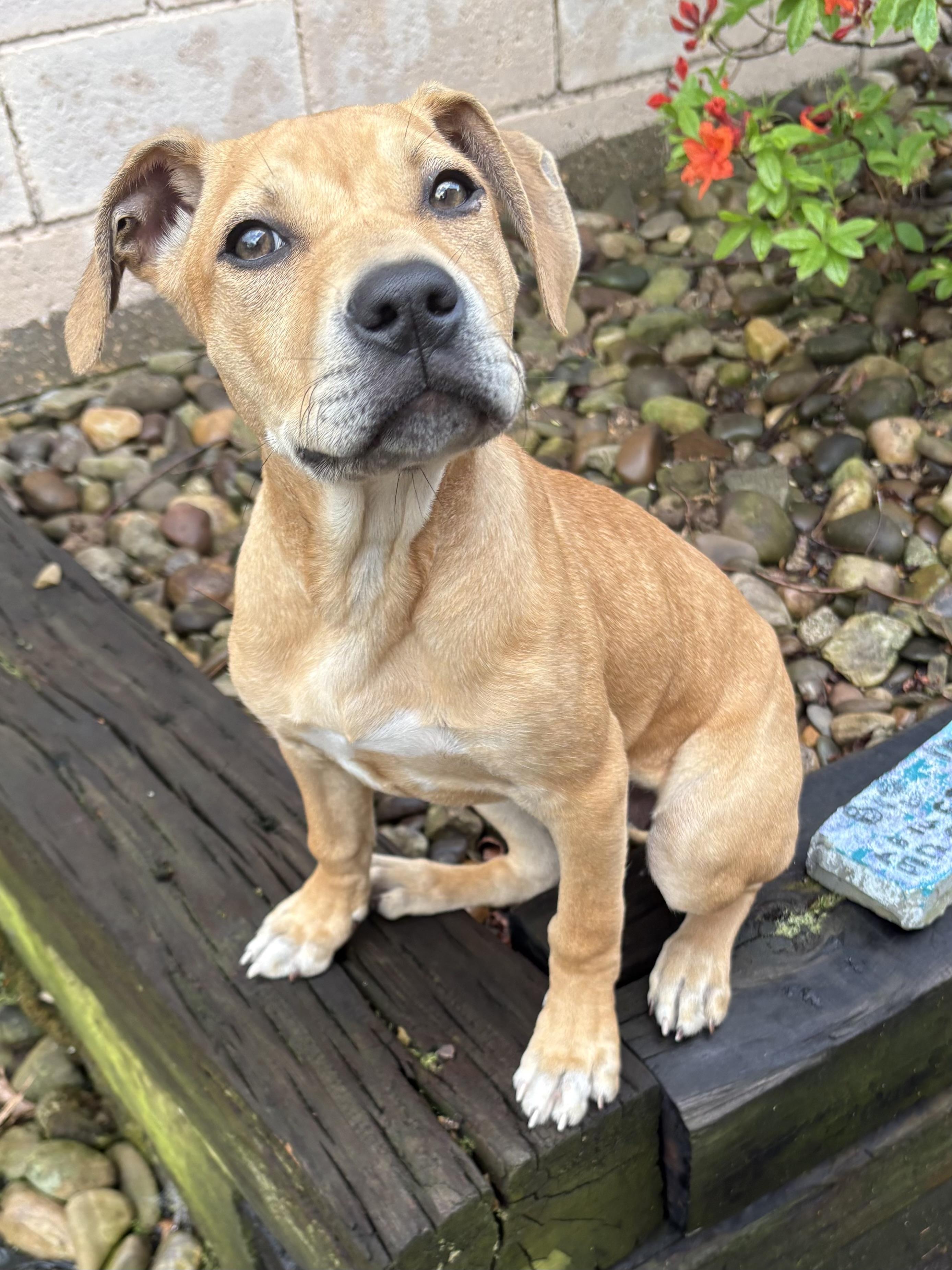 Monroe, adoptable, Young Female Staffordshire Bull Terrier.