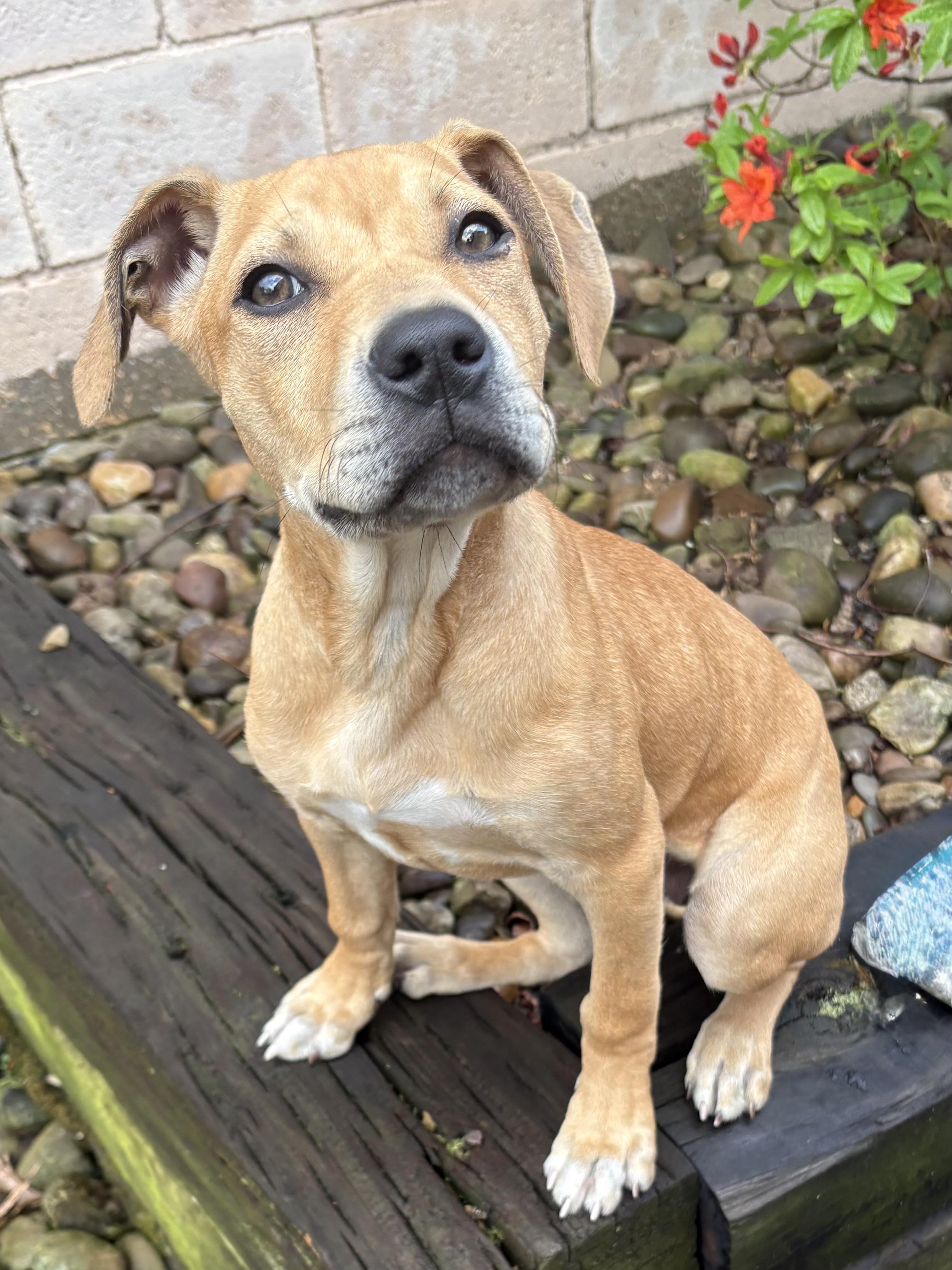 Enlarge Monroe, an adoptable mixed breed in Clinton, PA image 5/5