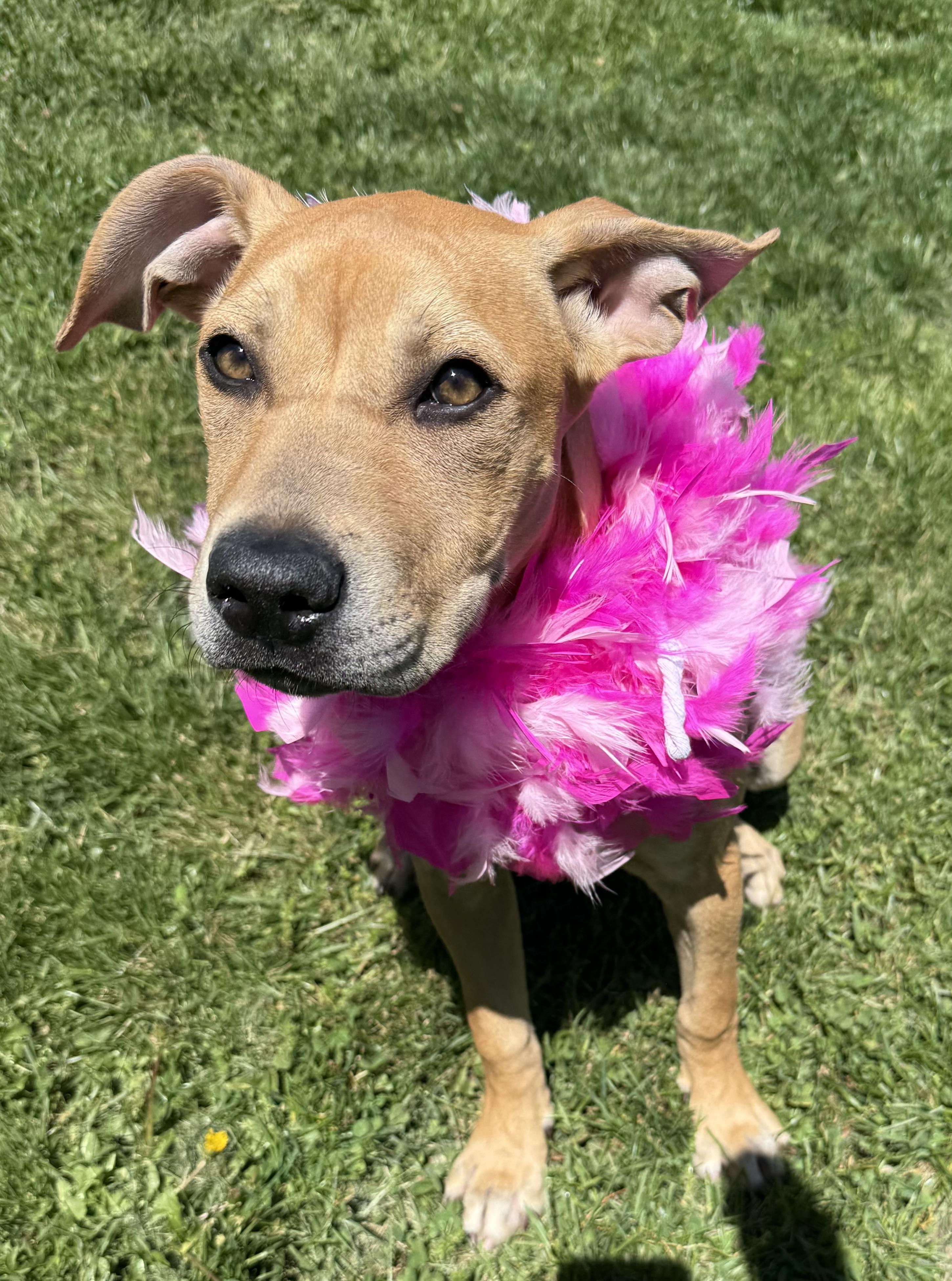 Enlarge Monroe, an adoptable mixed breed in Clinton, PA image 4/6