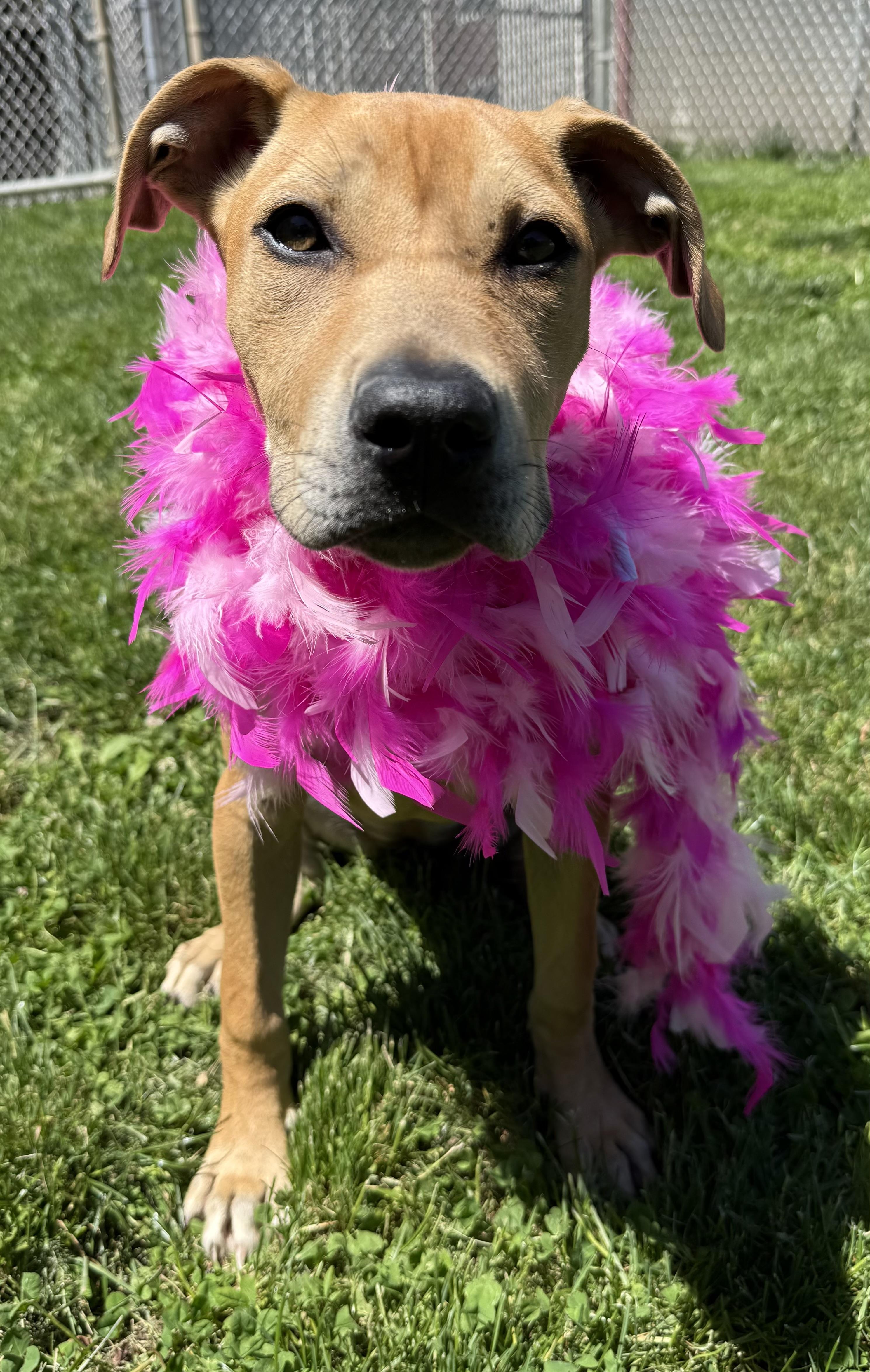 Enlarge Monroe, an adoptable mixed breed in Clinton, PA image 5/6